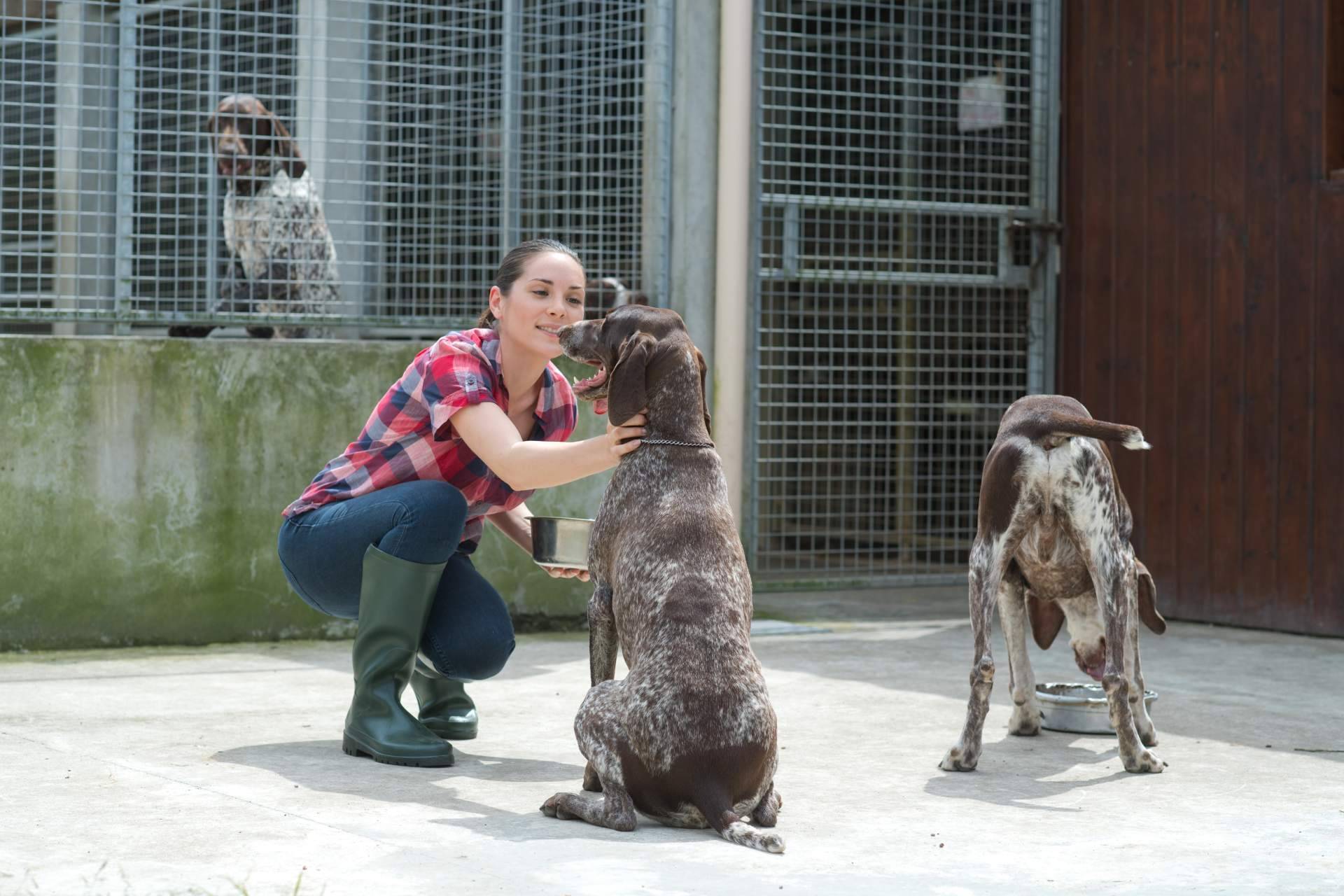ADOPTA, la plataforma que está transformando las adopciones de perros y gatos en refugios de animales
