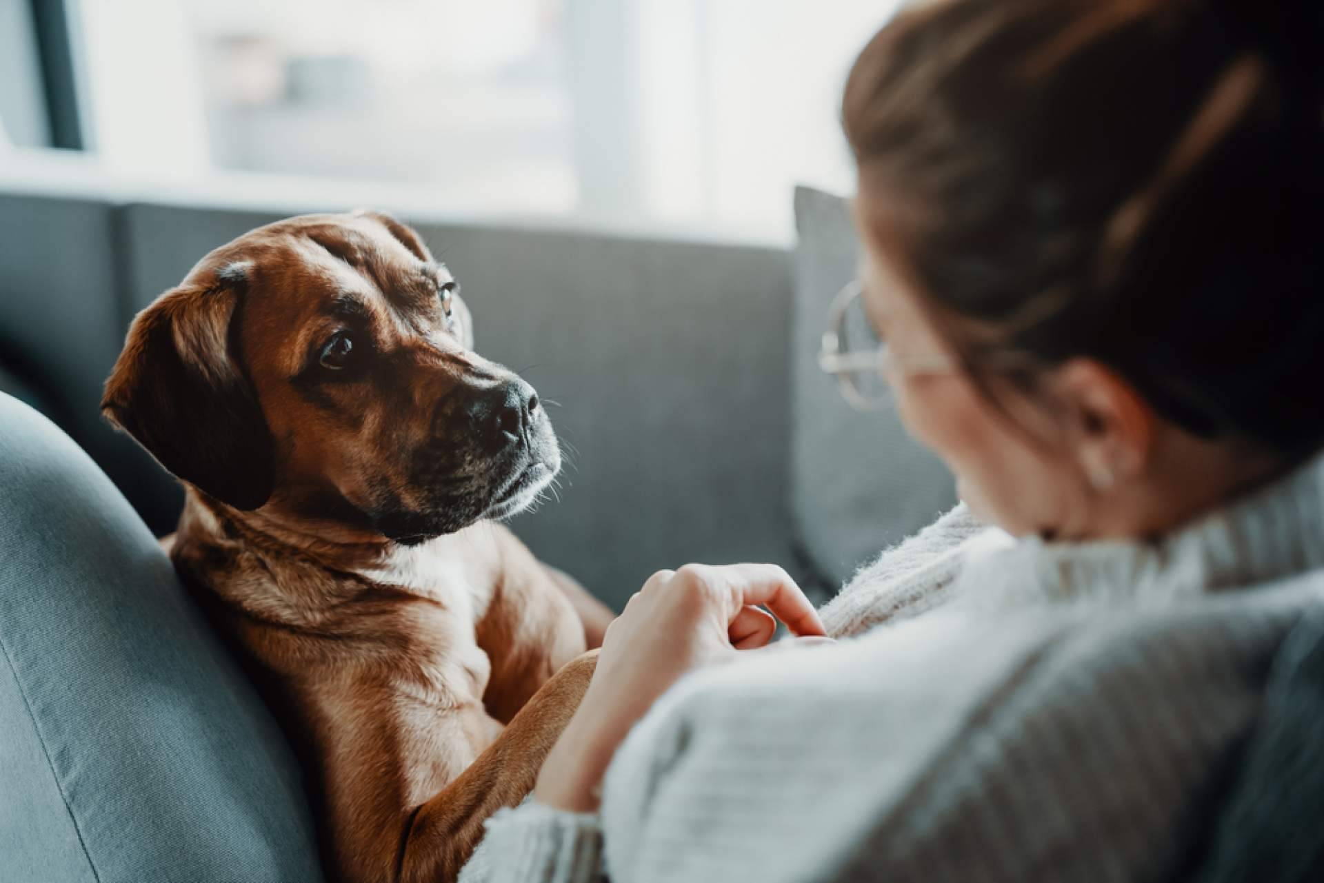 Mooiza ayuda a mejorar la salud de las mascotas con aromaterapia para perros y gatos