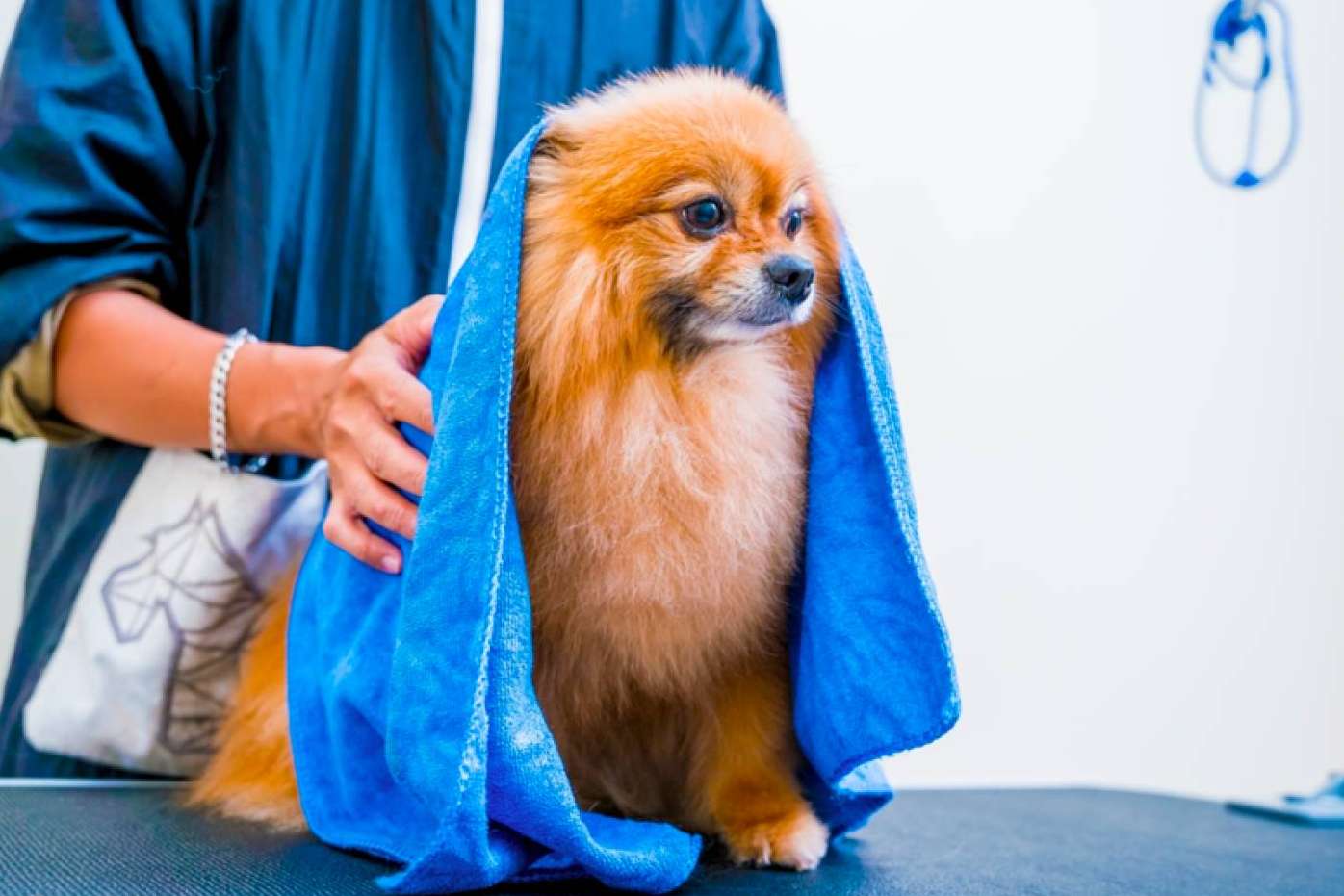 Formarse como peluquero canino en VetFormación