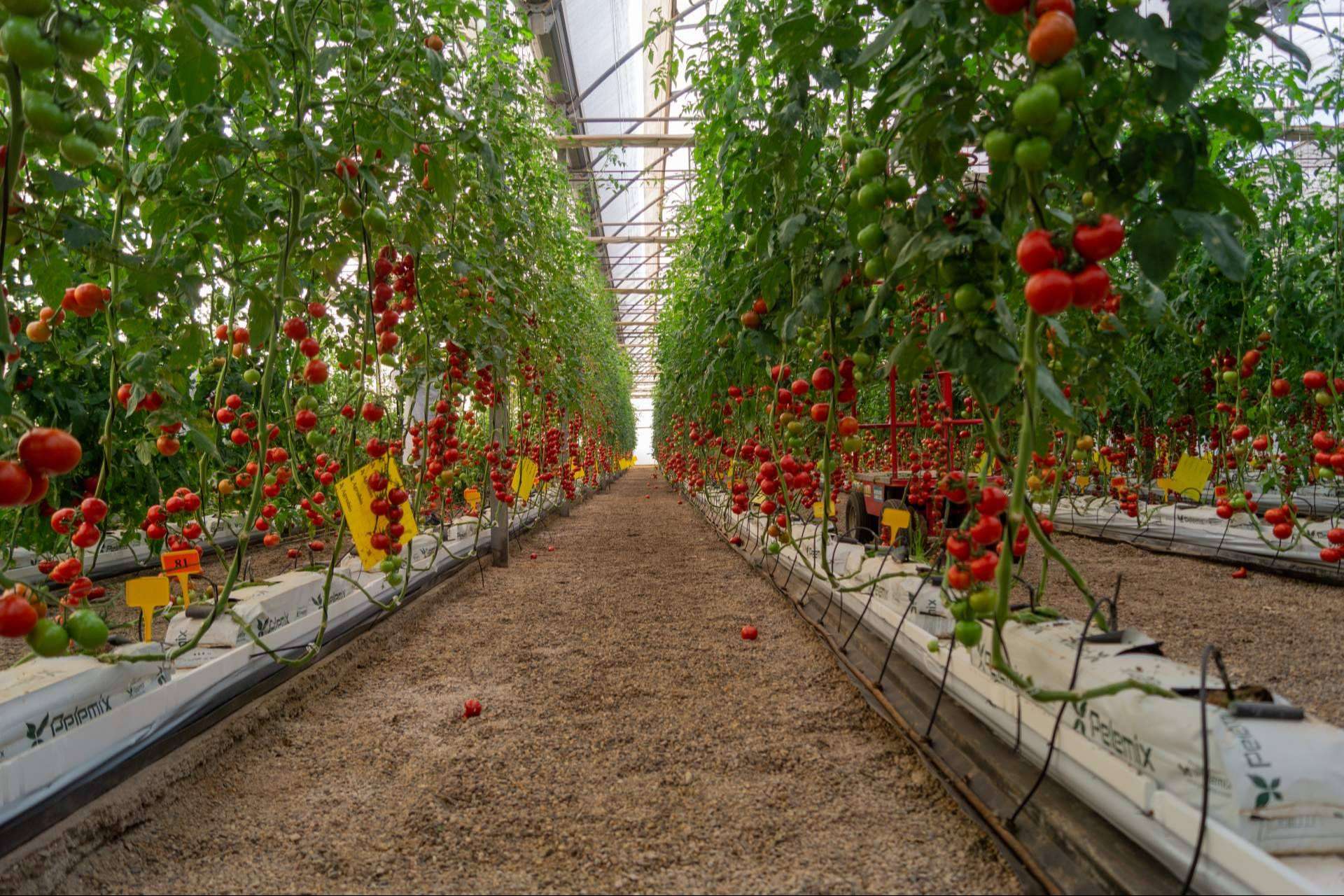 CapGen Seeds registra un aumento del 18 % en la producción de variedades hortícolas debido al crecimiento de las ventas locales e internacionales