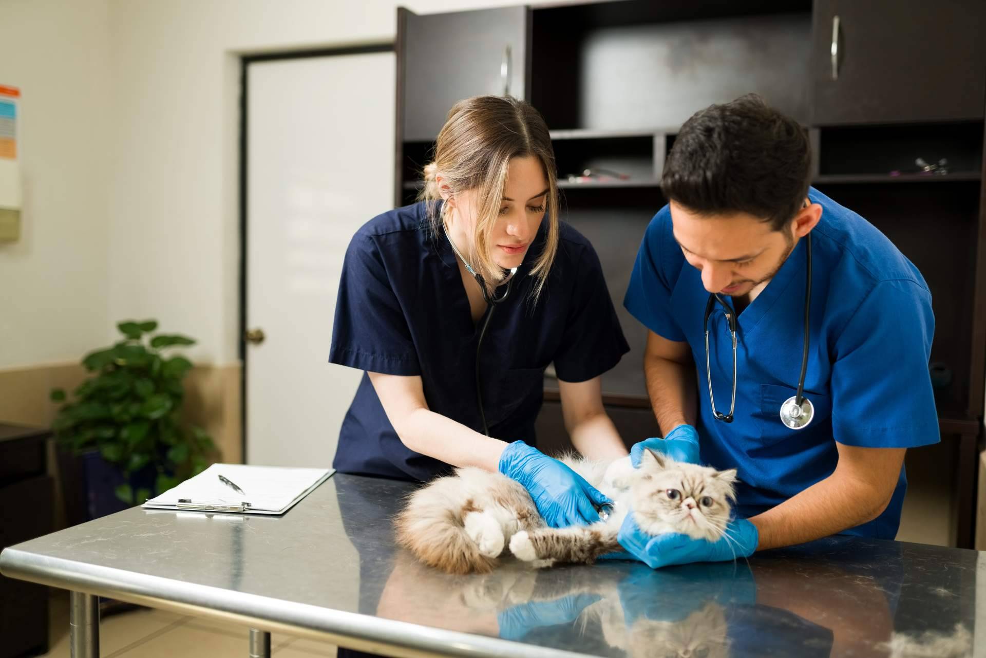 Cursos de auxiliar de veterinaria con VetFormación
