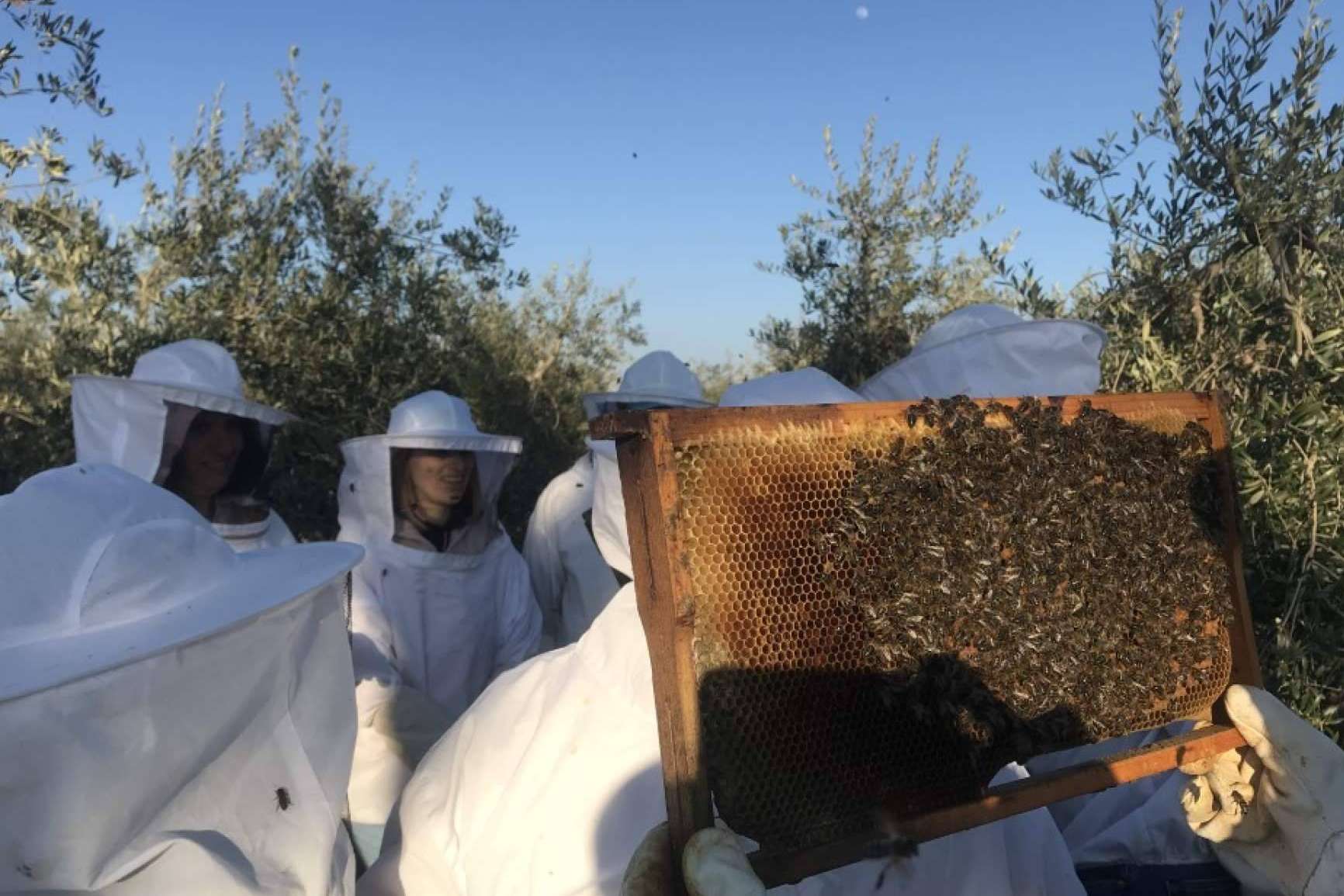 ¿Qué es exactamente la polinización de las abejas?, con Cursos Apicultura