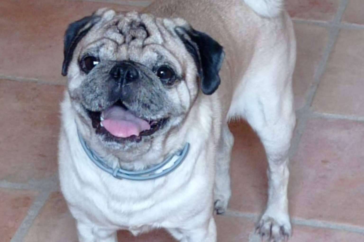 La guardería para perros en Madrid, PERROBUENO