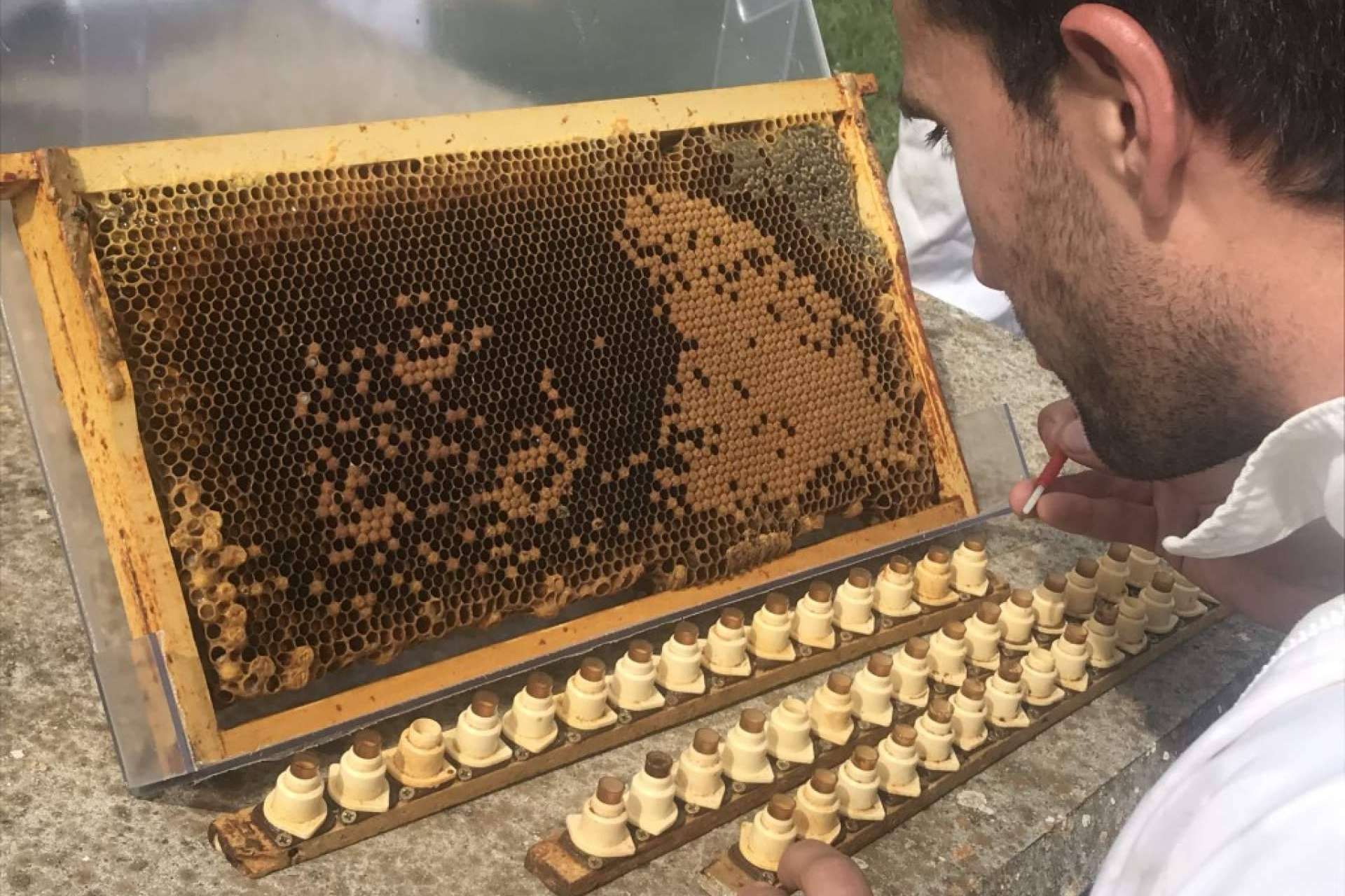 Cursos Apicultura y su enfoque en el criadero de abejas reinas