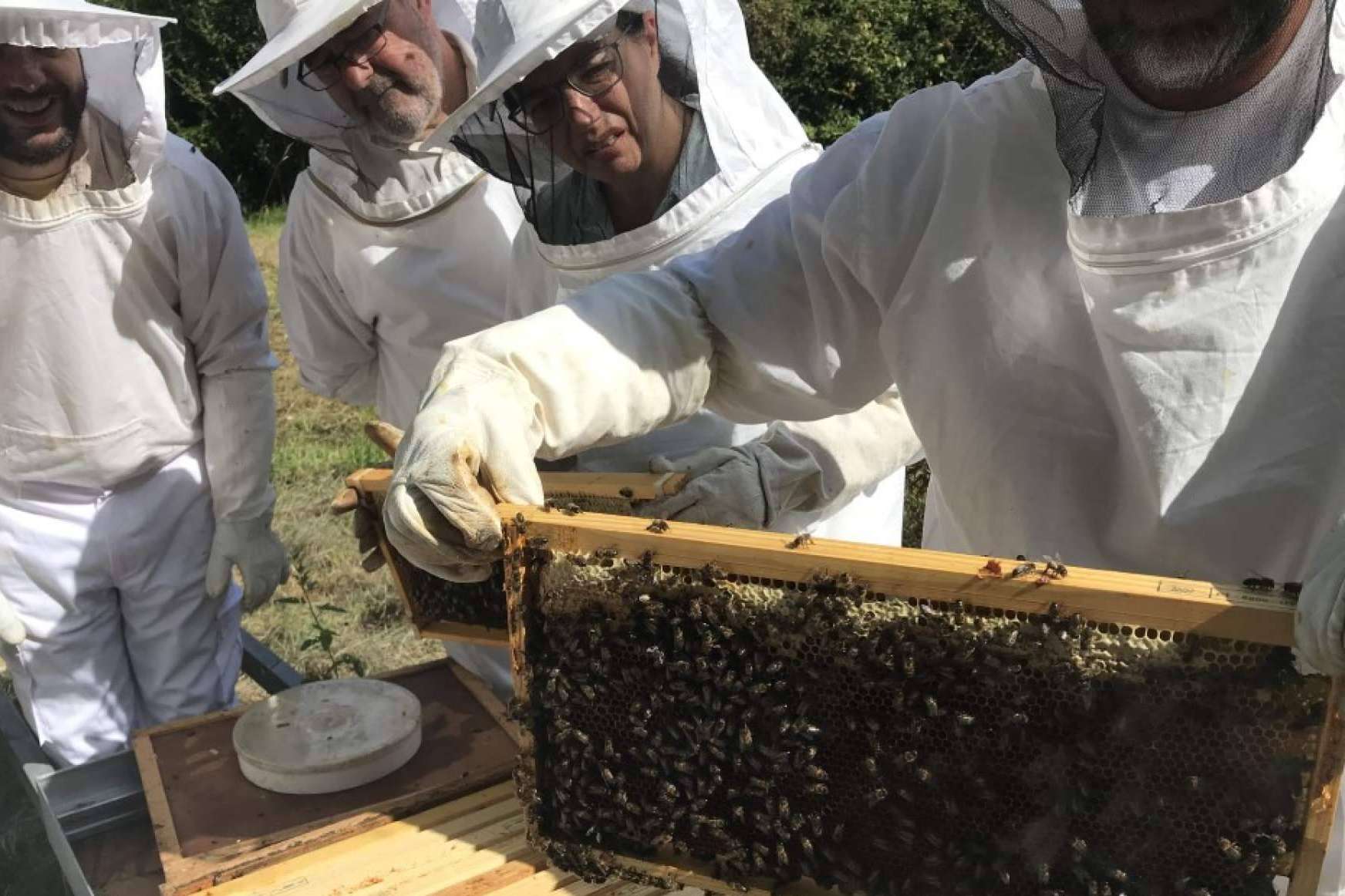 Adentrarse en el mundo de las abejas con las diferentes formaciones de Cursos Apicultura