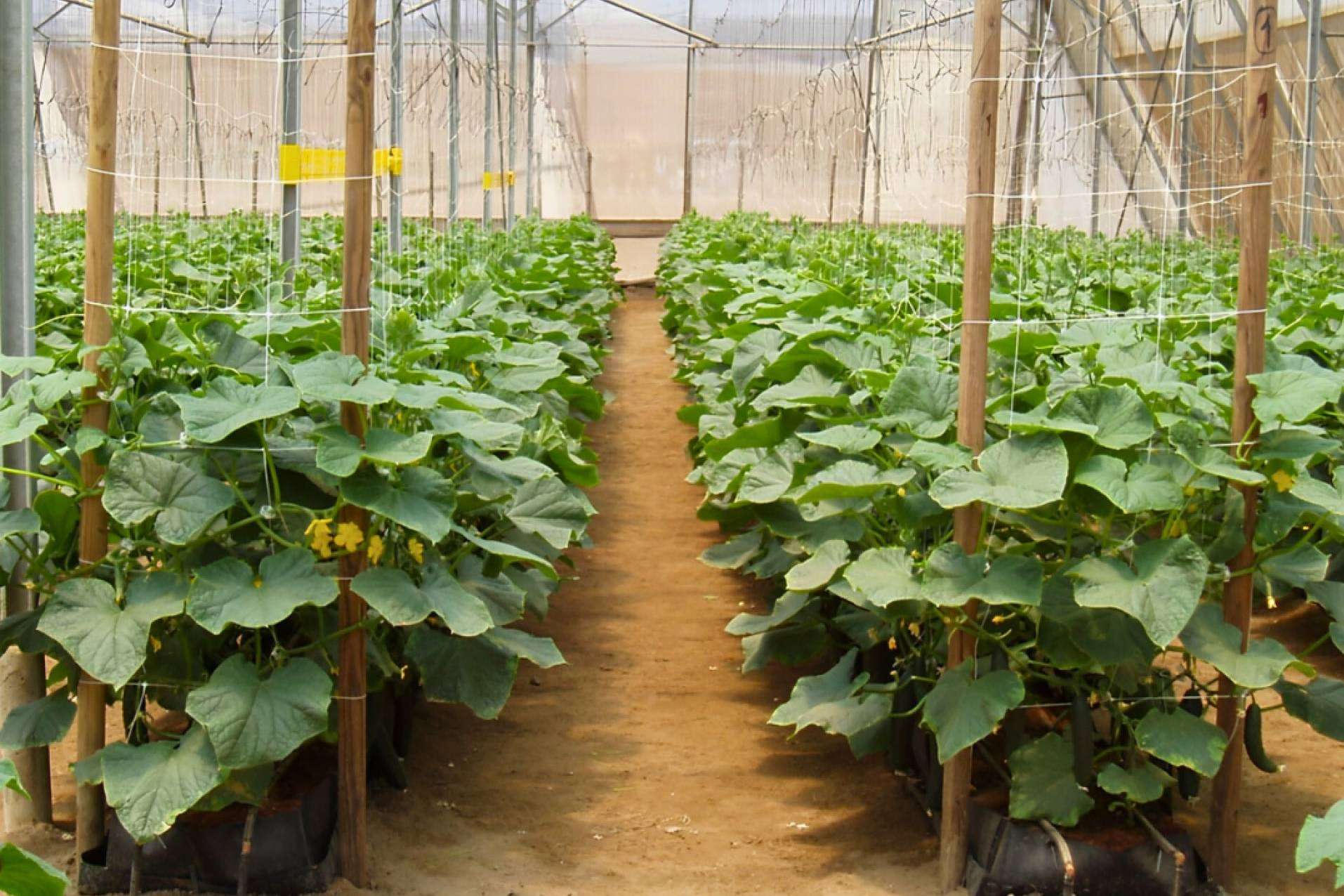Cómo maximizar el cultivo con sustratos de coco