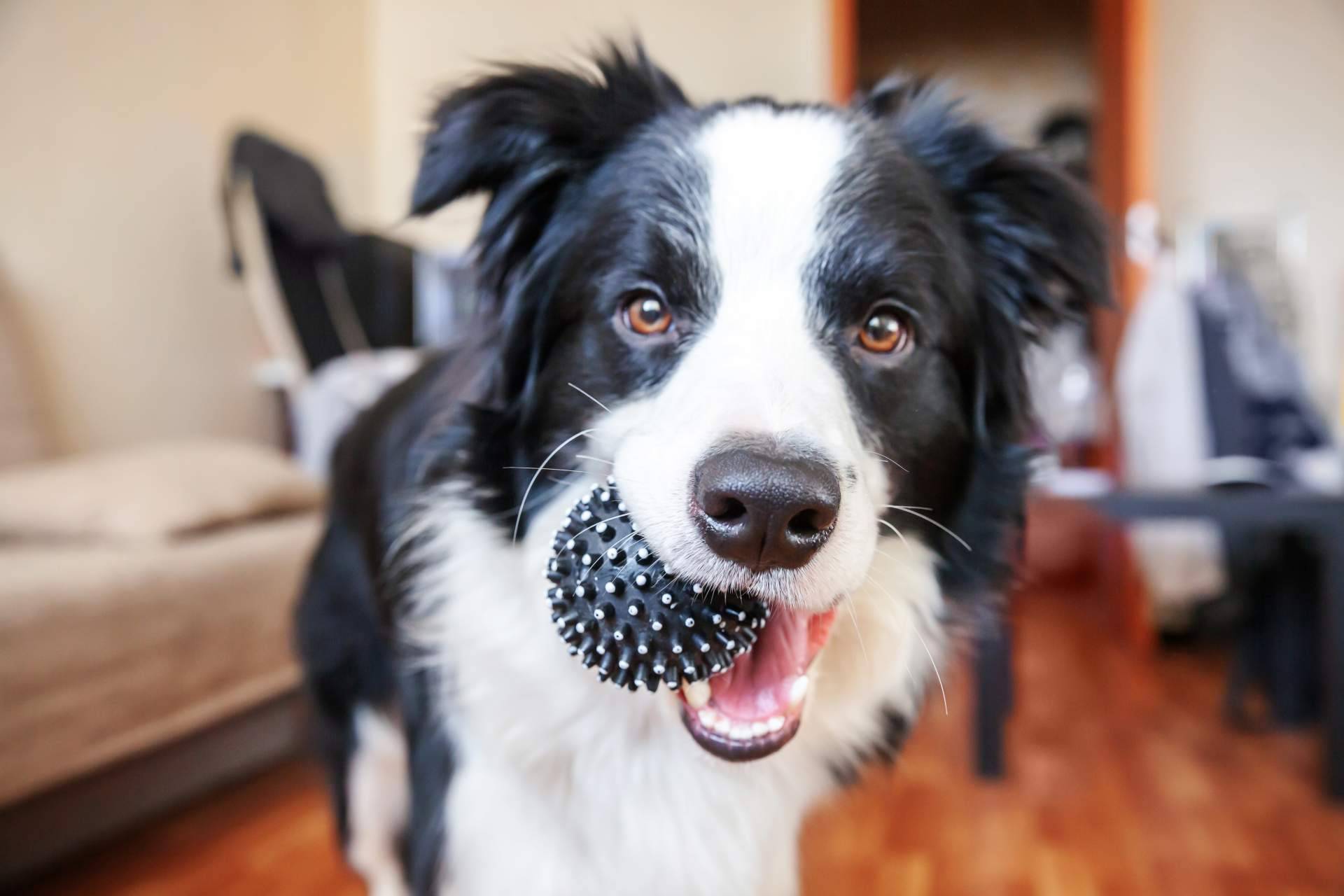 Juguetes interactivos para perros en Can Xana