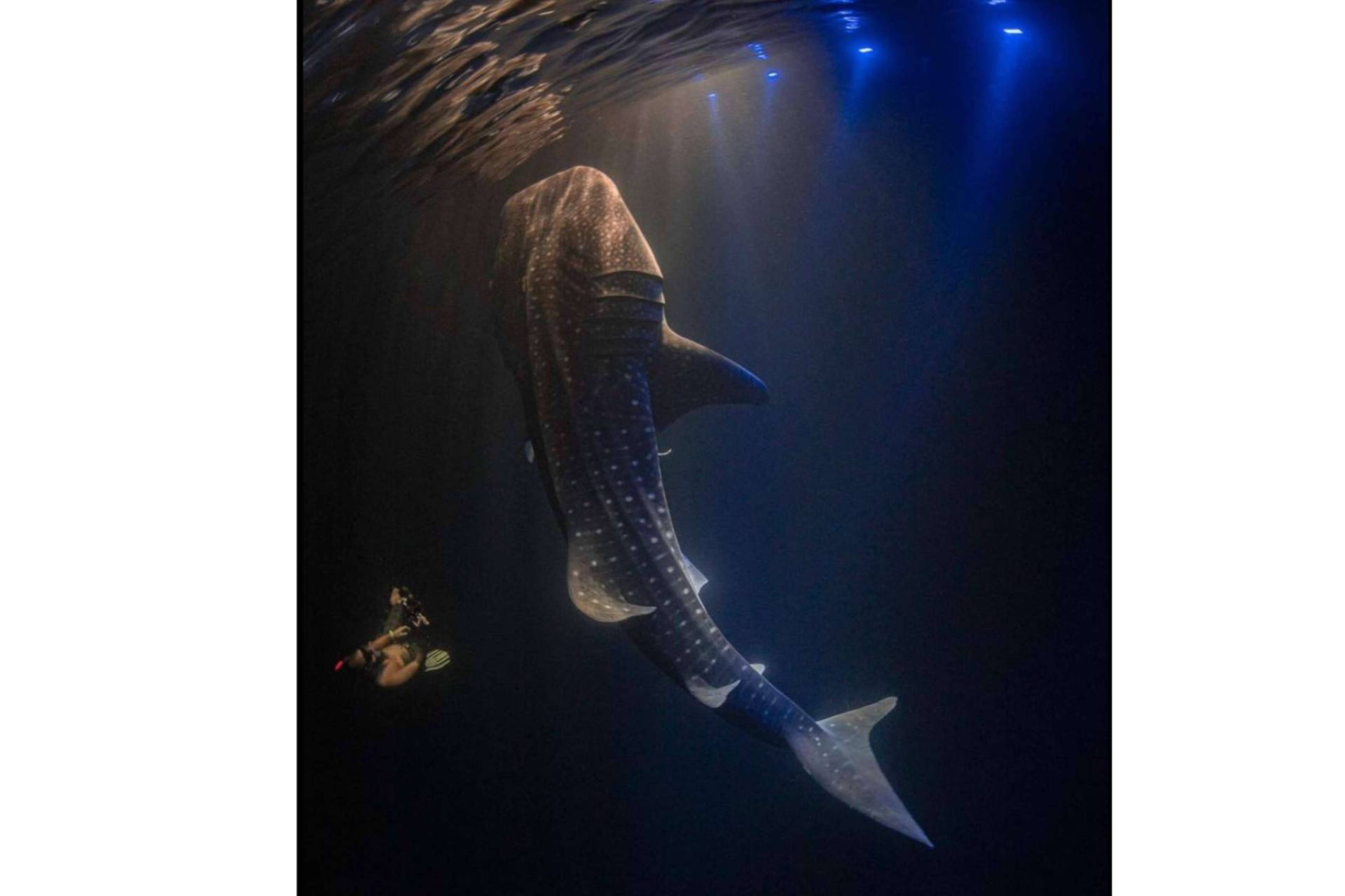SevenBlue permite conocer los océanos del mundo en una experiencia única