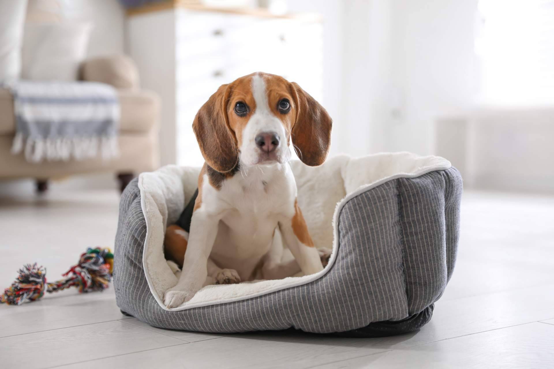 ¿El uso de camas para perros es recomendable?, por Deluxe13