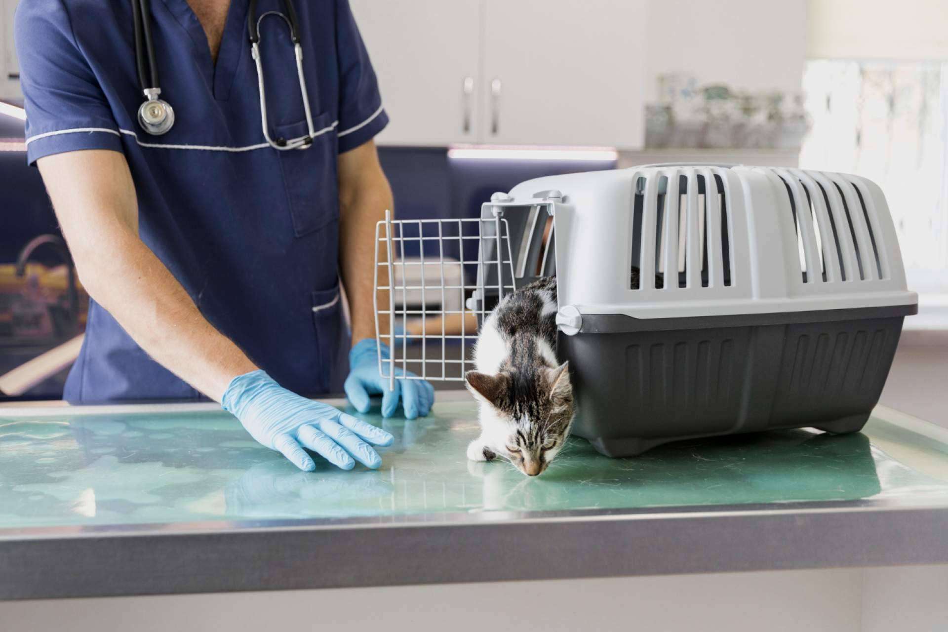 Clínica Veterinaria Olivares, la clínica veterinaria de confianza en Granada