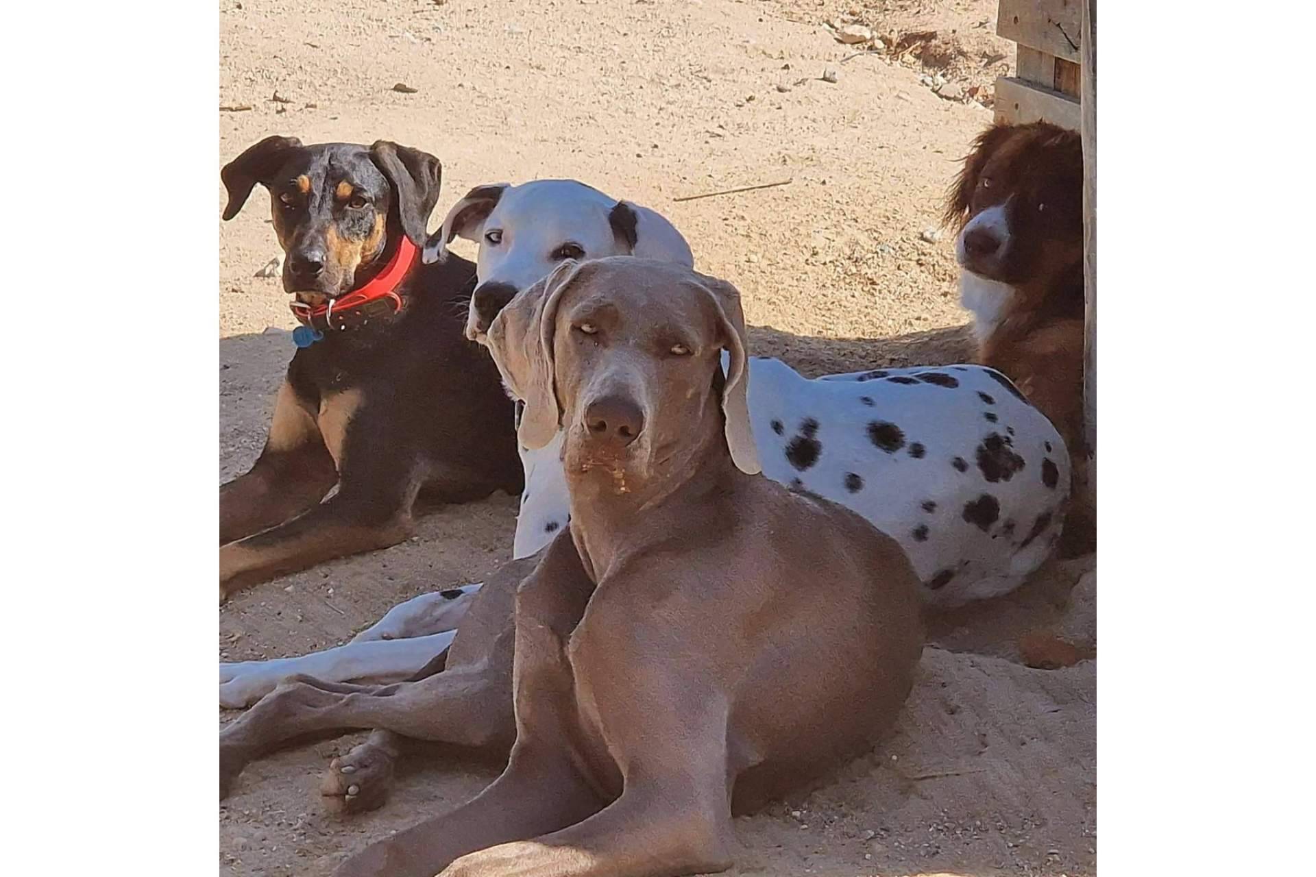 Guardería canina diferente de la mano de PERROBUENO