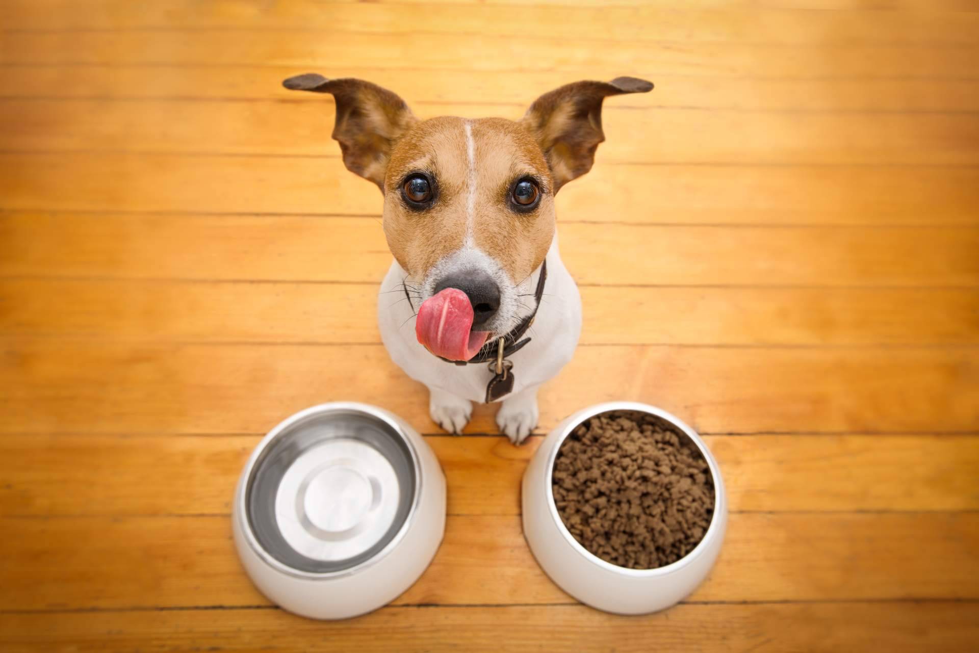 Alimentación para perros con pieles sensibles, de la mano de NaturWild
