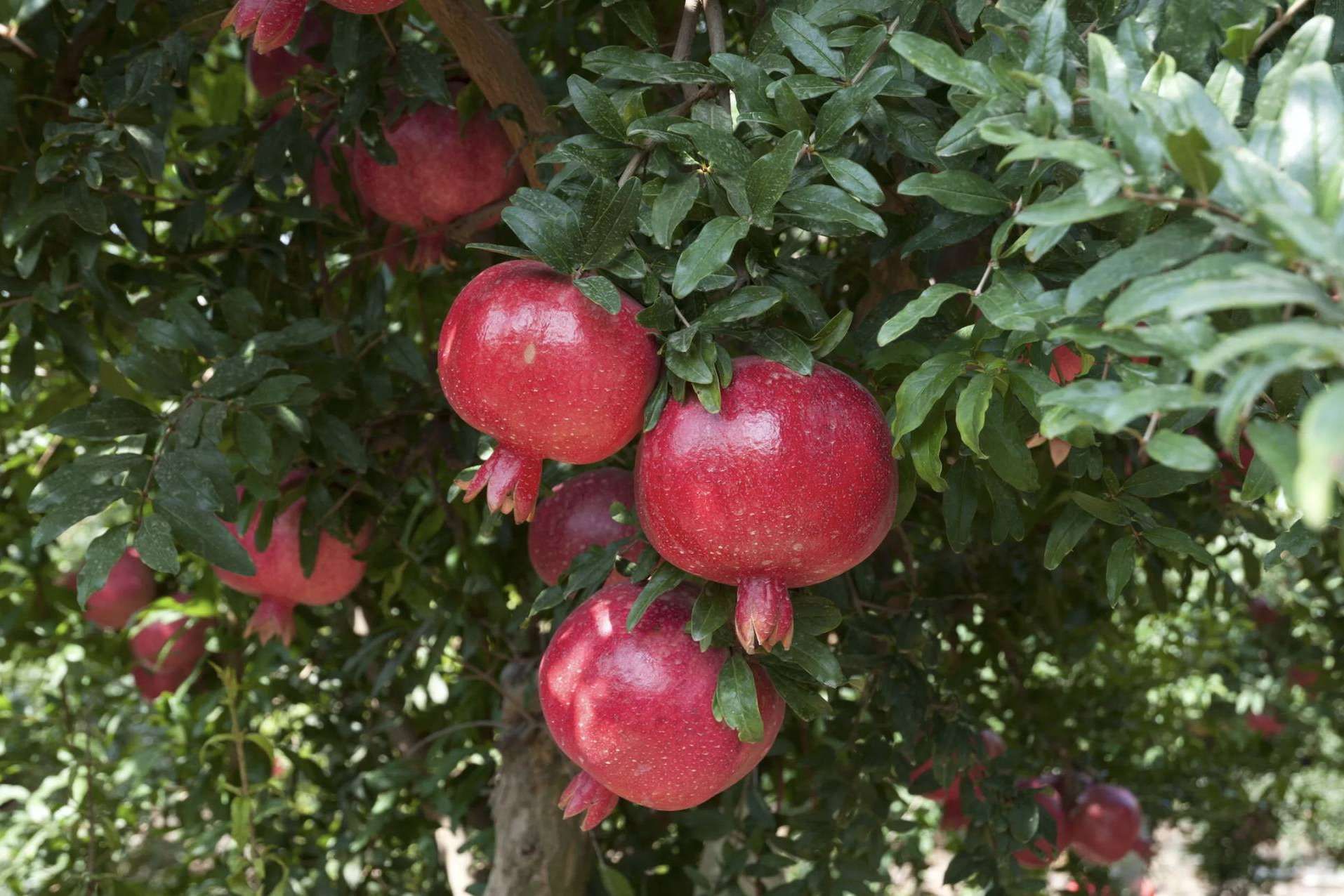Granadas ecológicas y biodinámicas online de la mano de Granalma