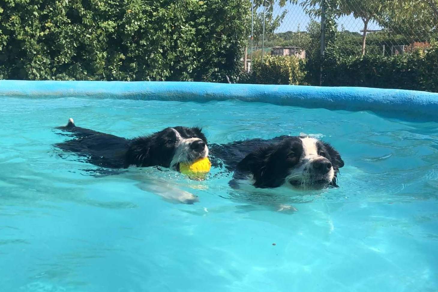 Los servicios del hotel residencia canina con piscina en Madrid