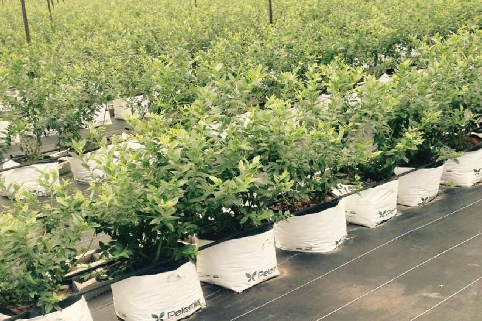 La calidad del agua impacta de forma positiva en el crecimiento de los cultivos con los sustratos de coco