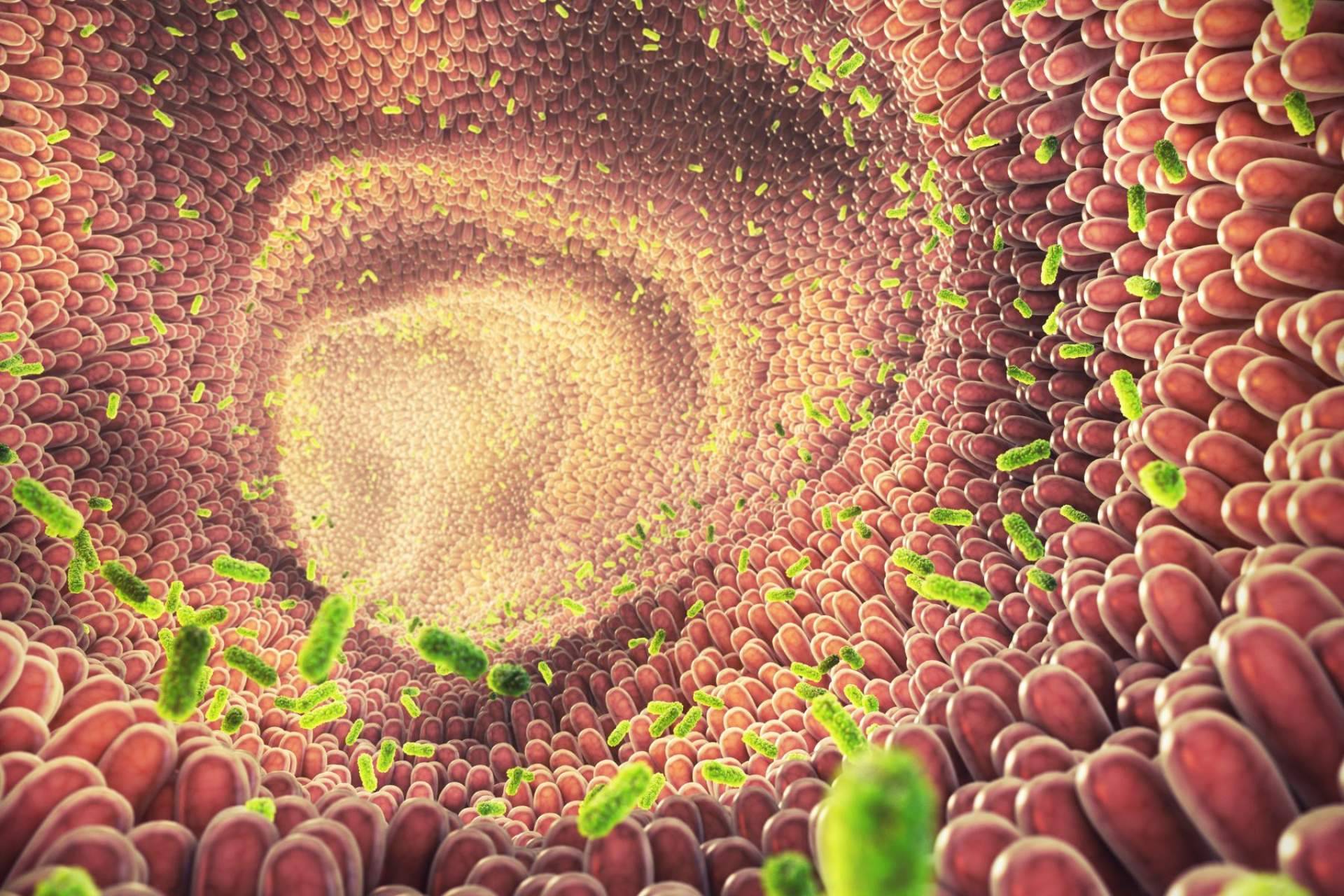 Con los probióticos de Bibefy es posible cuidar la flora intestinal