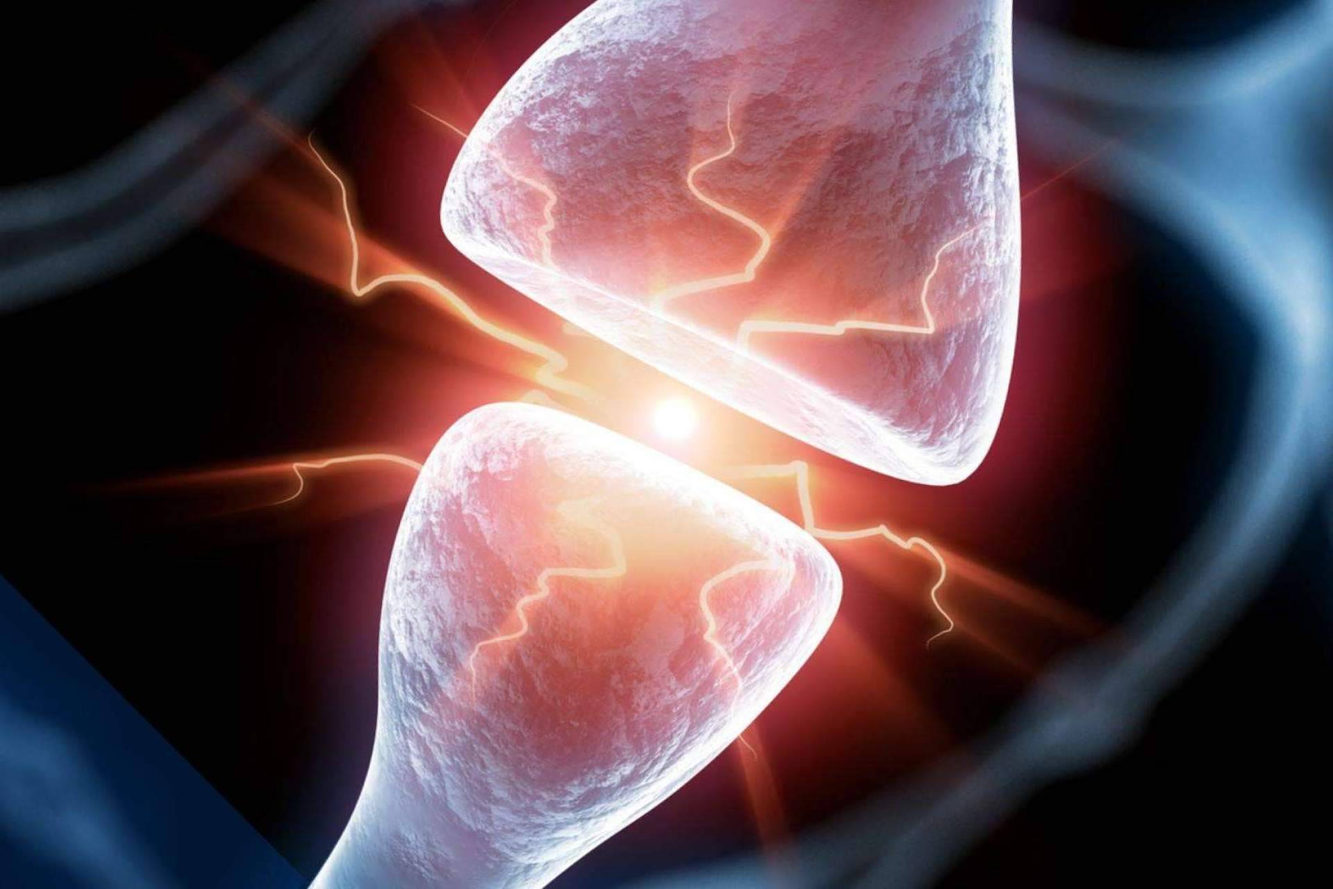 ANE International ofrece especializaciones en neurociencia y todas sus aplicaciones