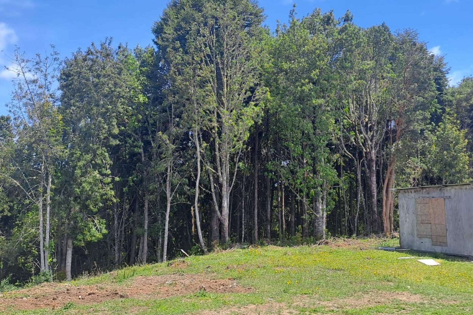 Innovación y naturaleza. Latitudes Australes está redefiniendo el mercado de parcelas en el sur de Chile