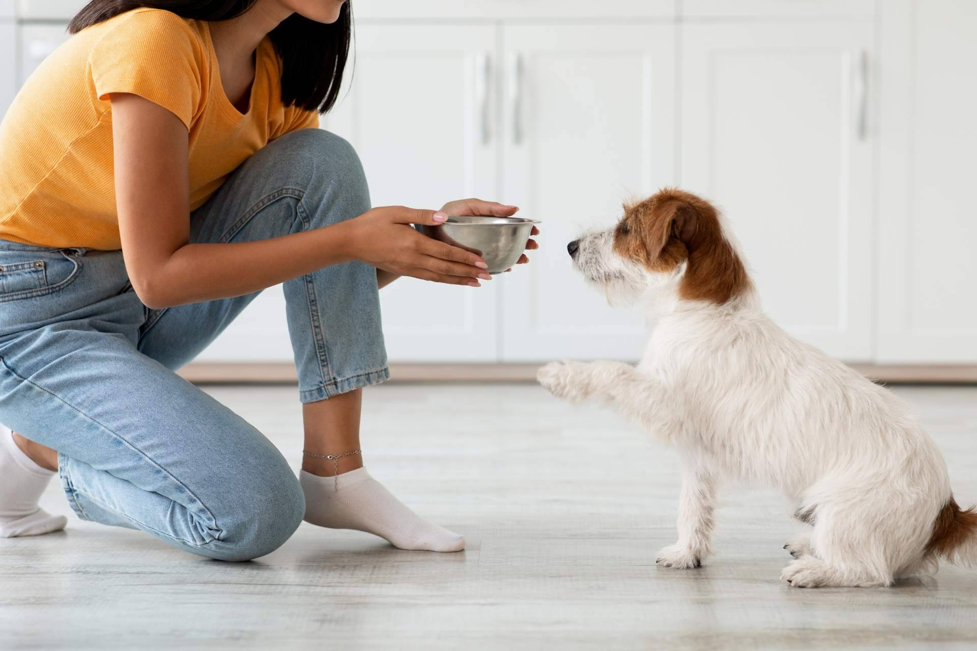 Dogfy Diet expone los beneficios de la comida natural para mascotas
