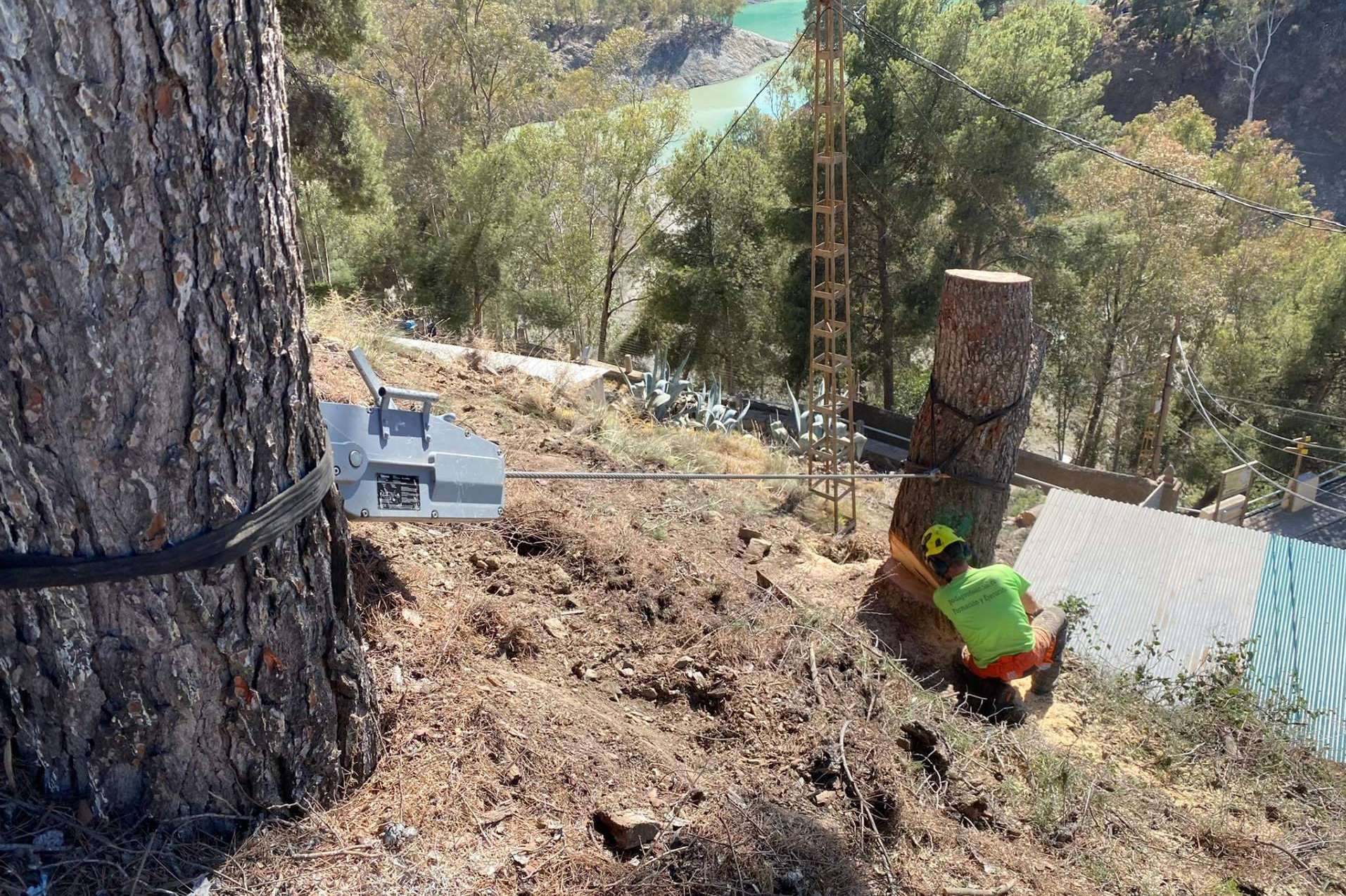 PODAprofesional facilita cursos de Poda y Tala en Altura para técnicos forestales