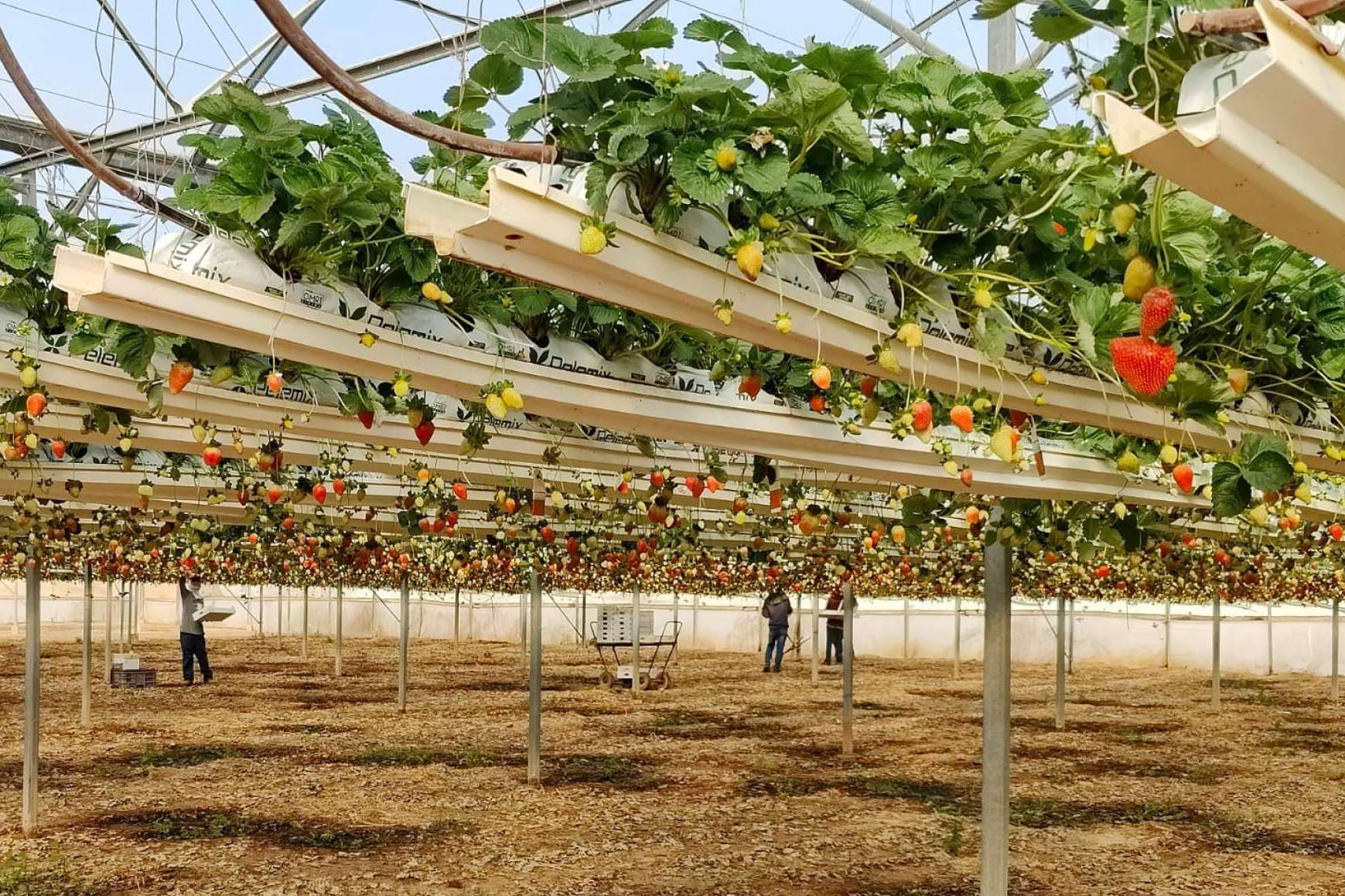 Bolsas de cultivo de fibra de coco para sacar el mayor rendimiento la temporada de fresas