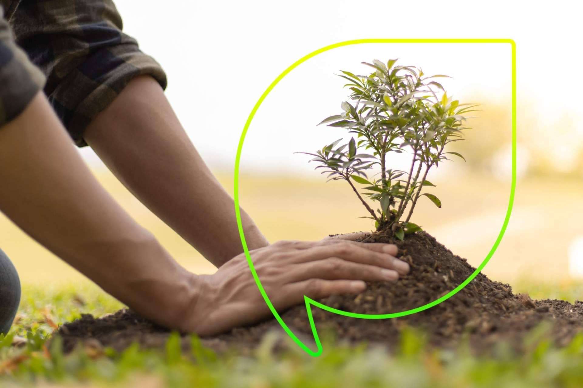 Celebración del Día del Árbol por EccoFreight con más de 4.000 árboles plantados y 10 años de compromiso con la sostenibilidad