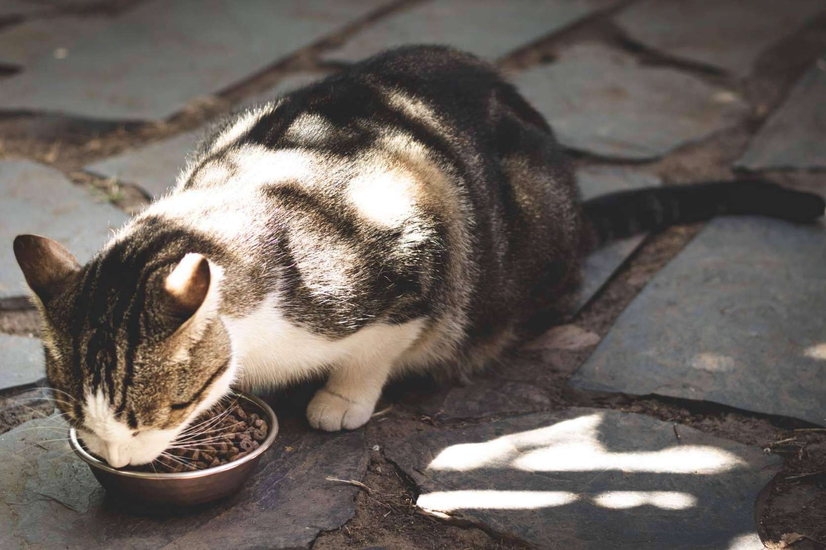 La inspiradora historia detrás de Ka Salud Integral y su misión de mejorar la vida de los felinos sin hogar