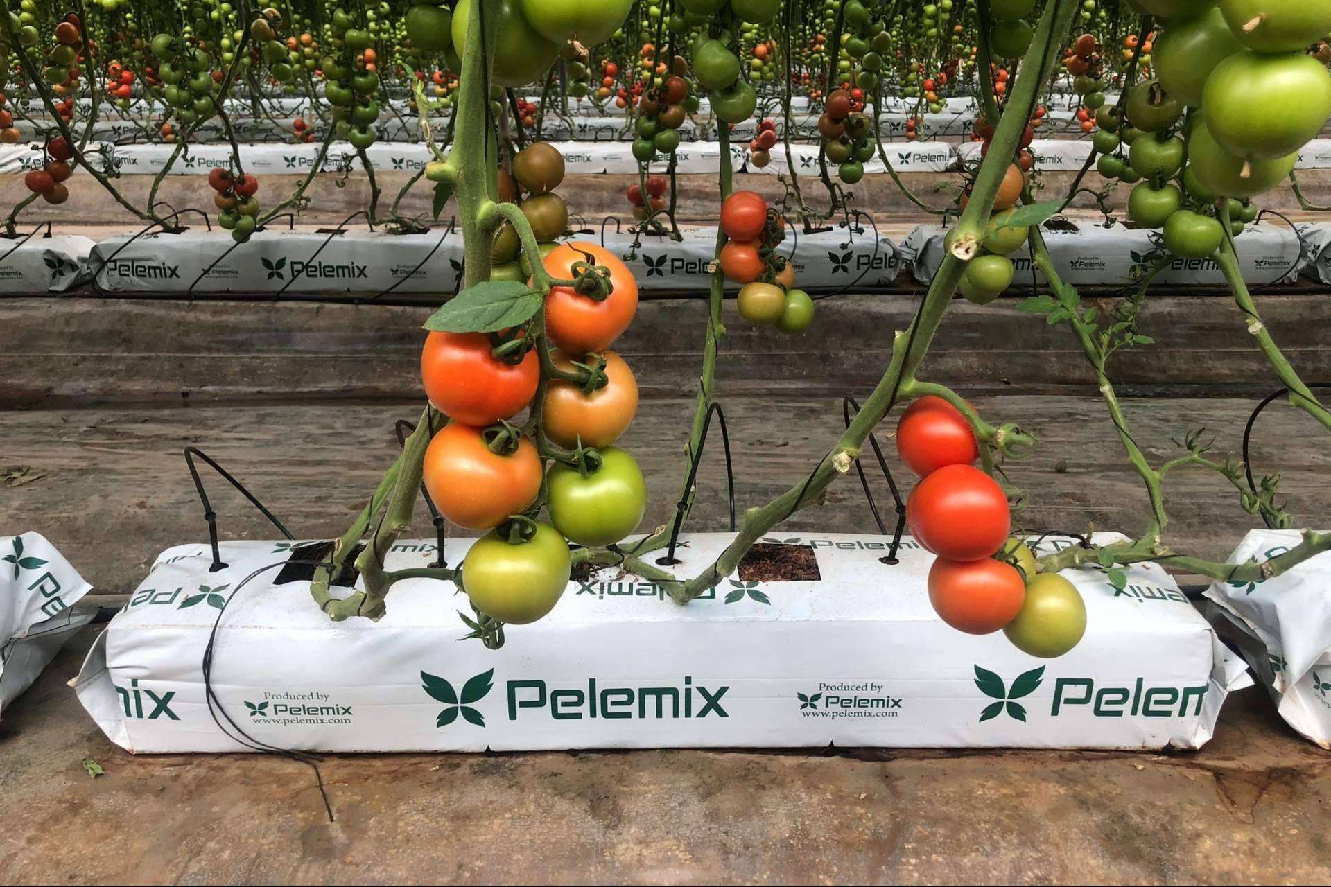 Las Grow Bags de Pelemix facilitan el cultivo de tomates de calidad en cualquier clima y época del año