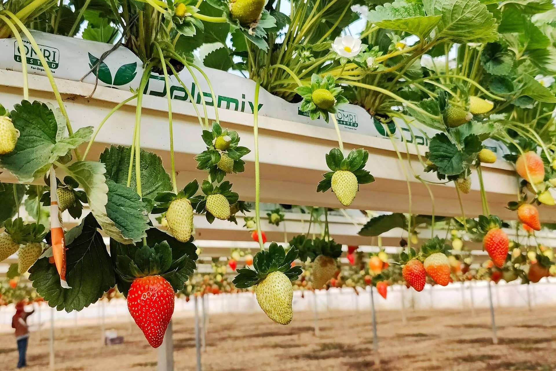 Pelemix ofrece una serie de productos de fibra de coco para el crecimiento sostenible de emprendimientos agrícolas