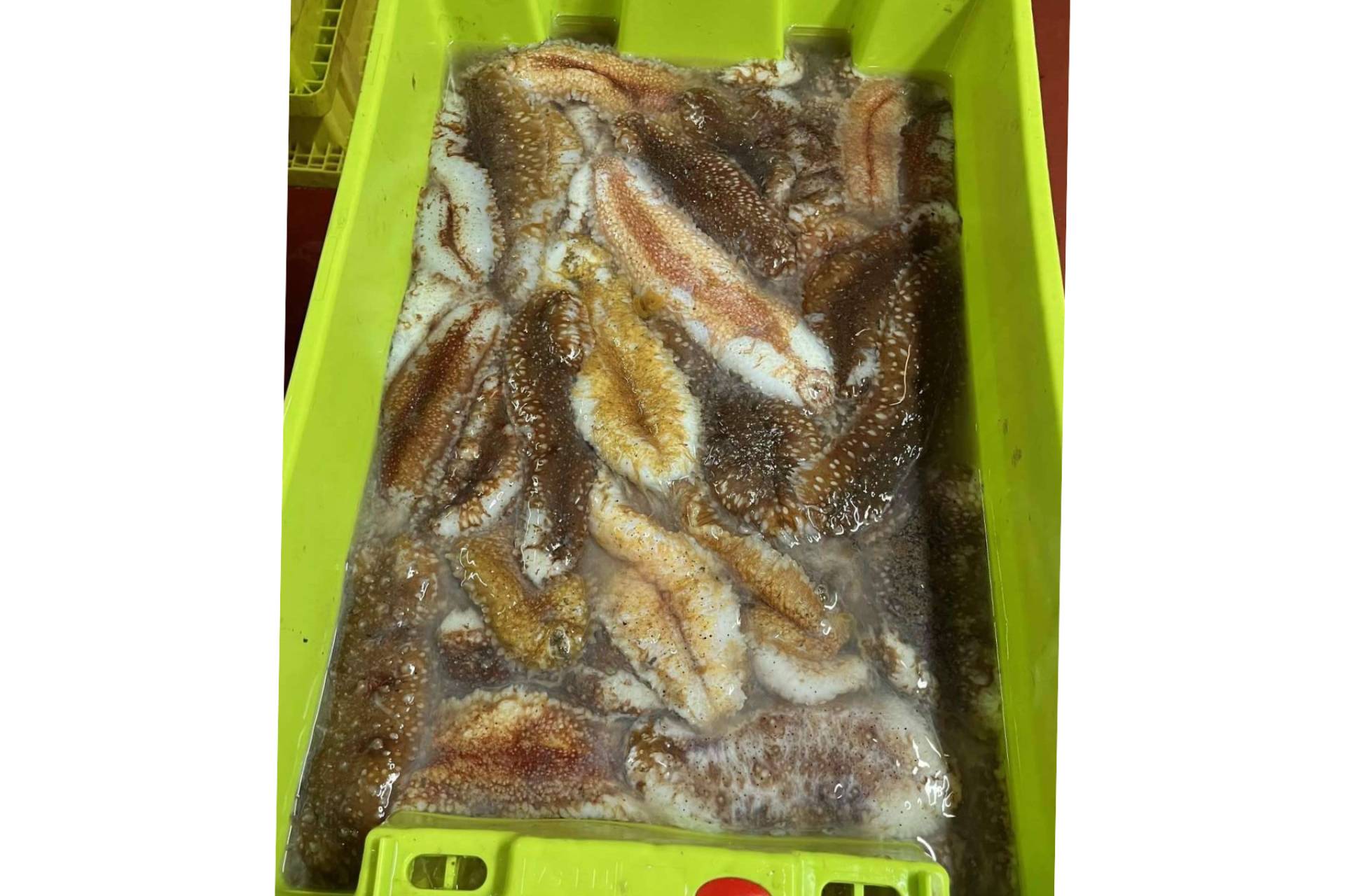 Espardeñas de pepino de mar frescas hasta la puerta del hogar con Farodapalloza