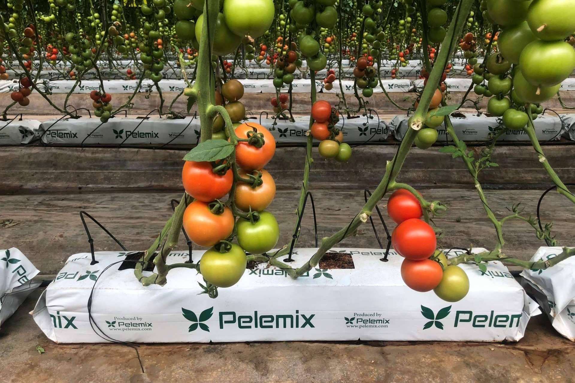 Los sustratos de coco de Pelemix aportan propiedades excepcionales para potenciar el cultivo de tomates