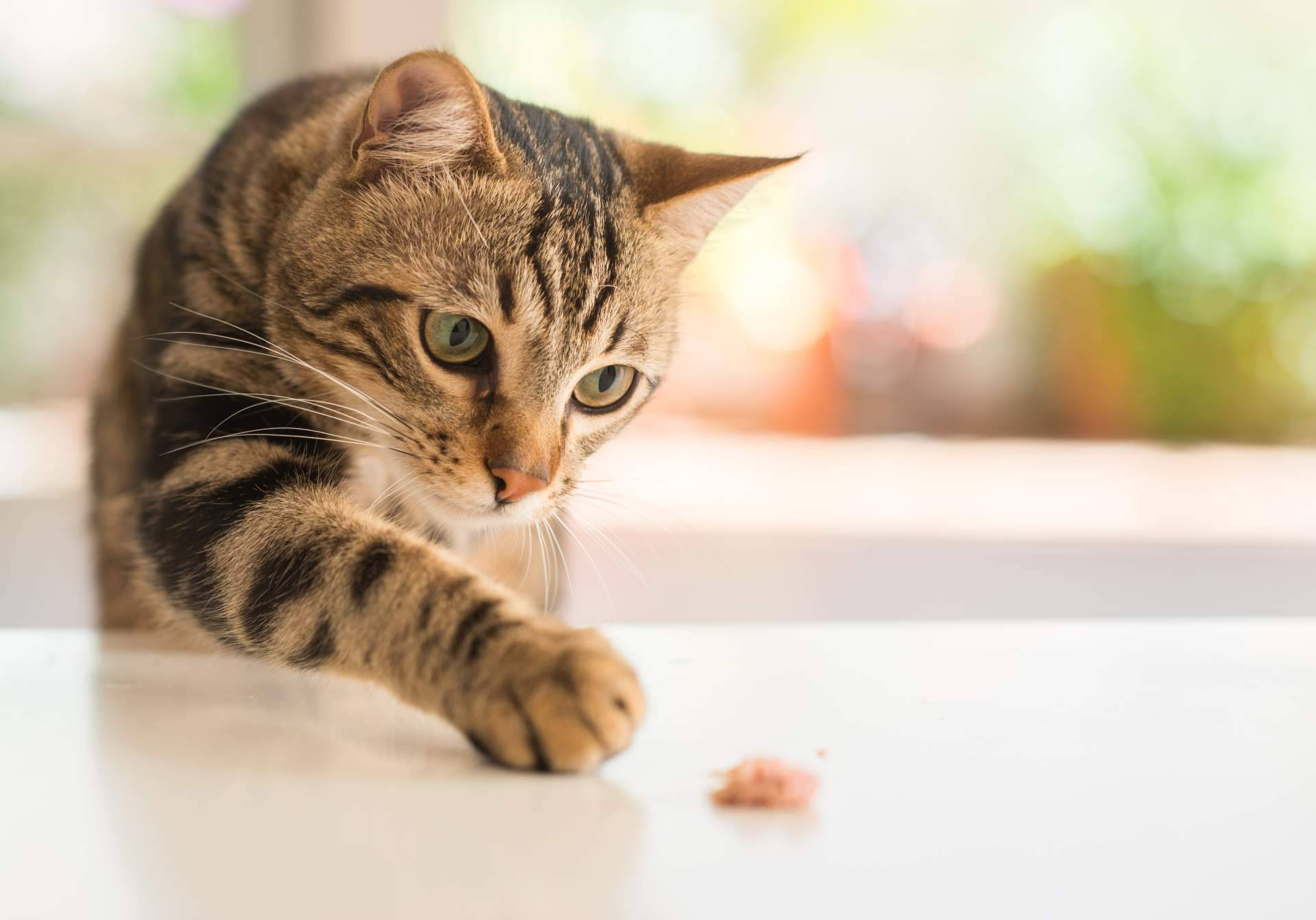 Ka Salud Integral, nutrición natural para animales con necesidades especiales