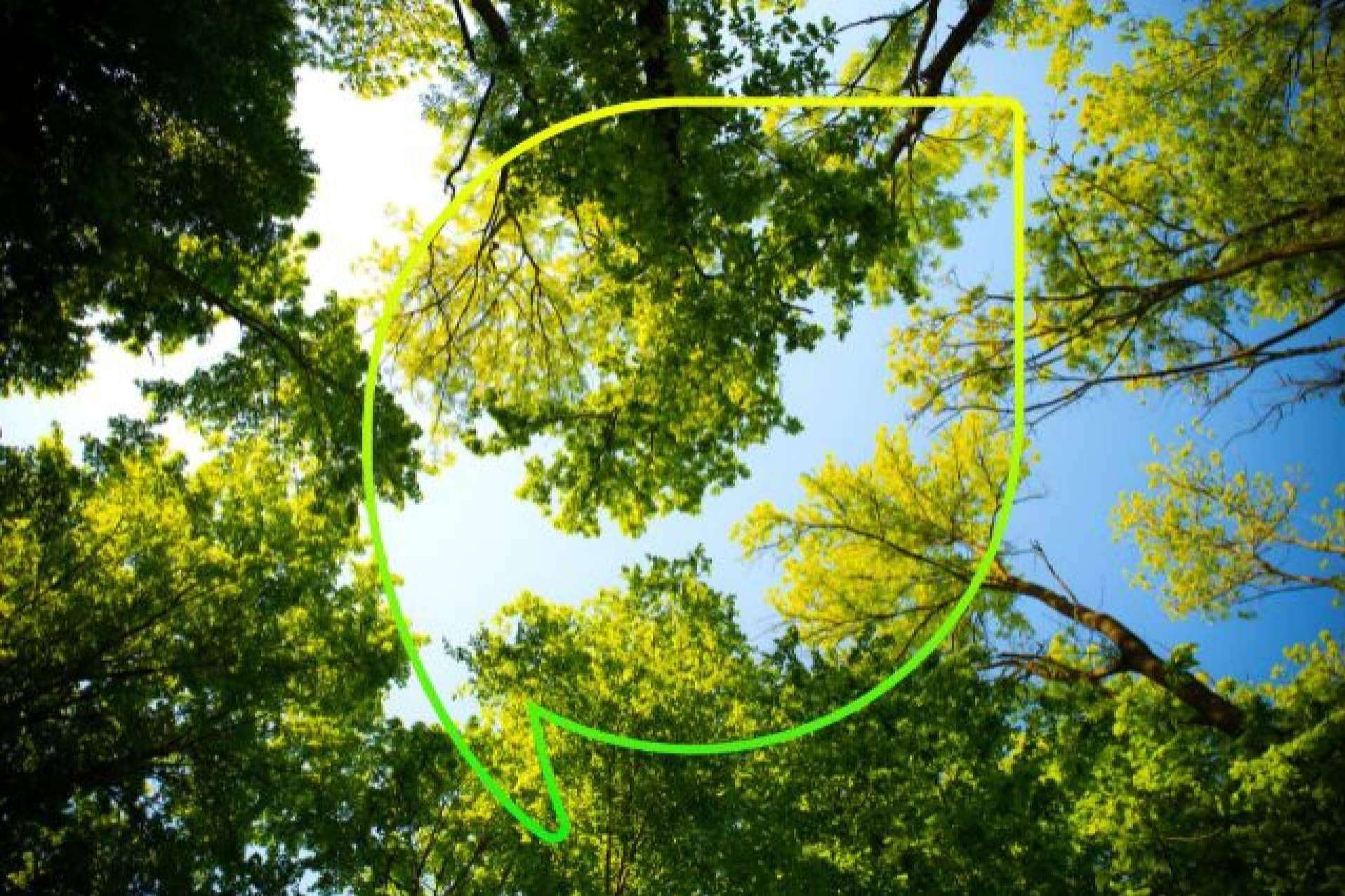 EccoForest; Sembrando un futuro más verde con más de 4.000 árboles plantados
