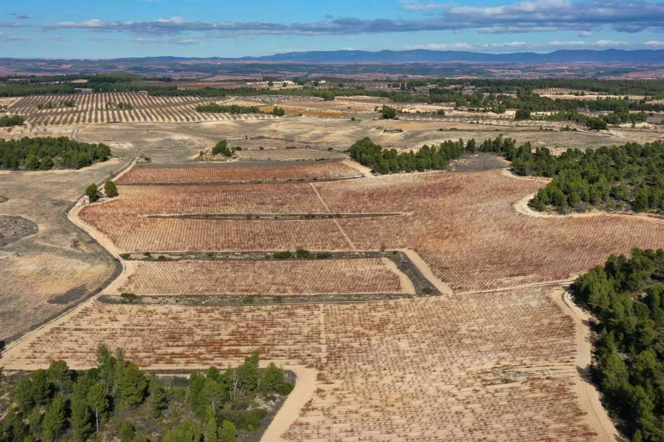 Bodegas Vegalfaro, un reflejo del terruño valenciano a través de vinos ecológicos