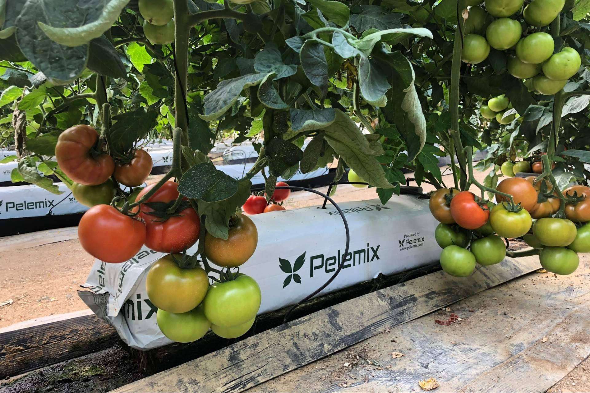 Pelemix destaca con sustratos sostenibles que optimizan el cultivo de tomates