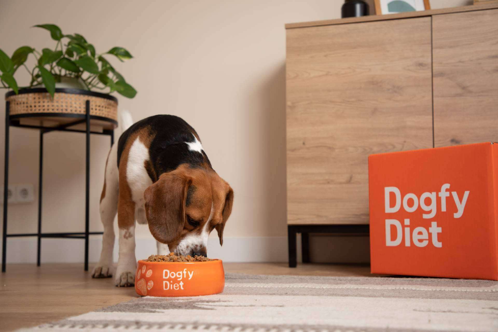 El nuevo estándar en nutrición canina, comida casera para perros a domicilio con Dogfy Diet