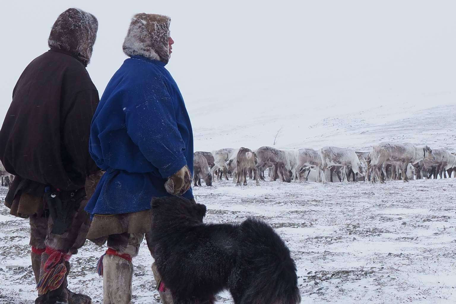 El círculo polar ártico enfrenta transformaciones extremas entre deshielos, incendios y adaptación climática