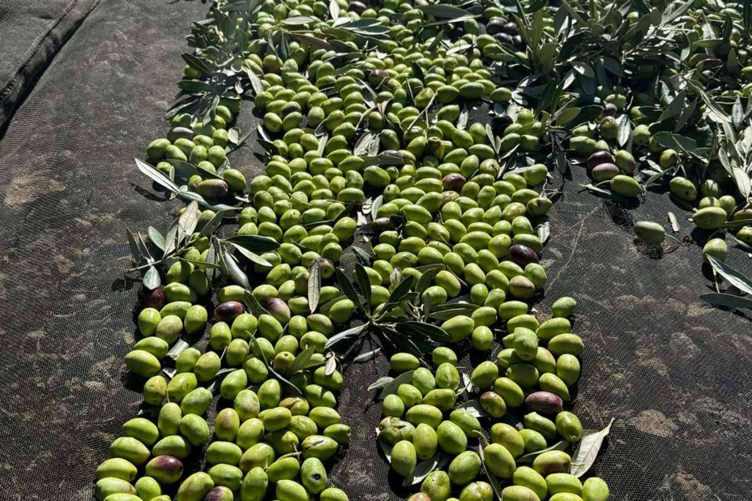 Tercio de las Torres, el aceite de oliva gourmet que define el sabor del Mediterráneo