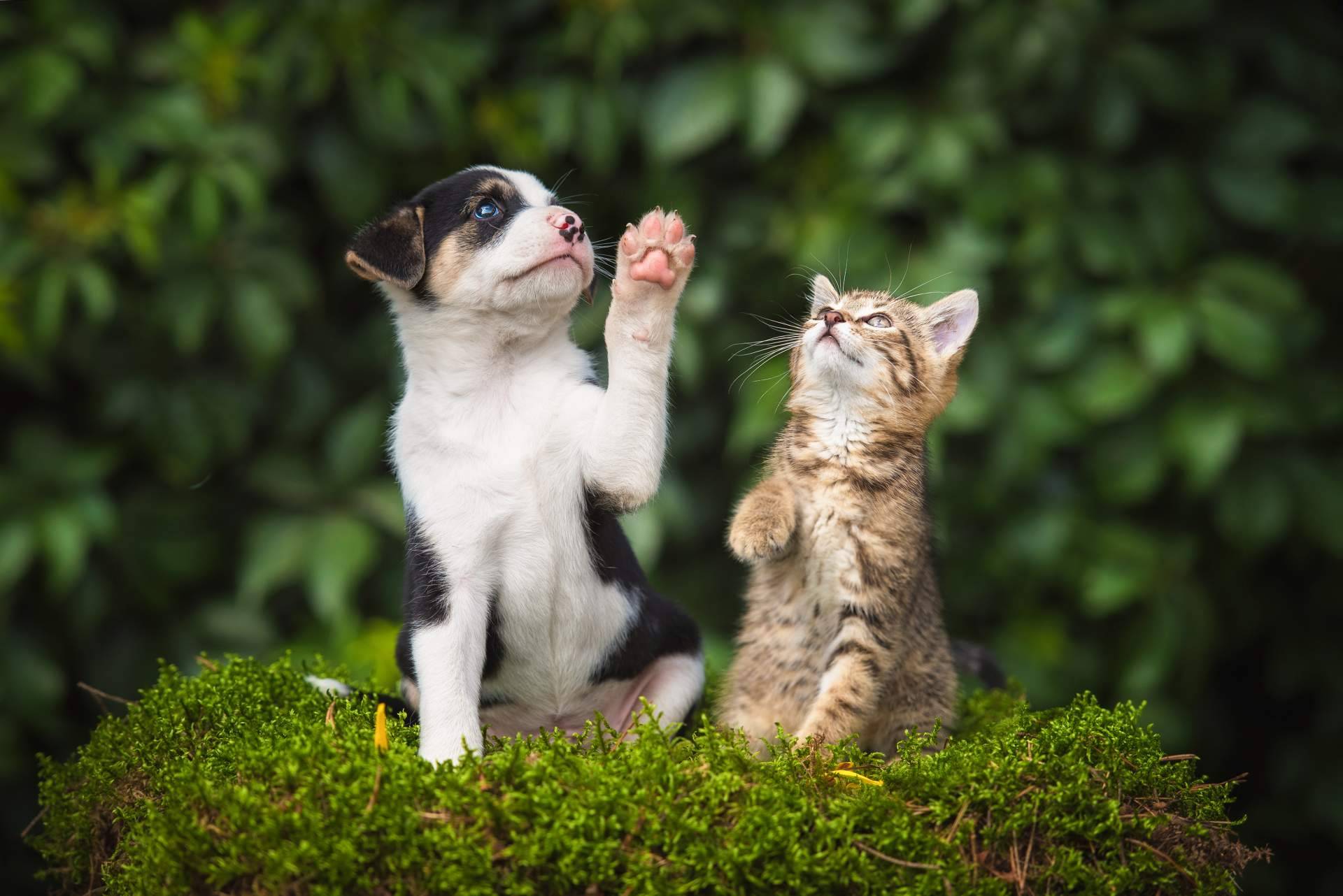 Nutrición holística, clave para una vida saludable en perros y gatos
