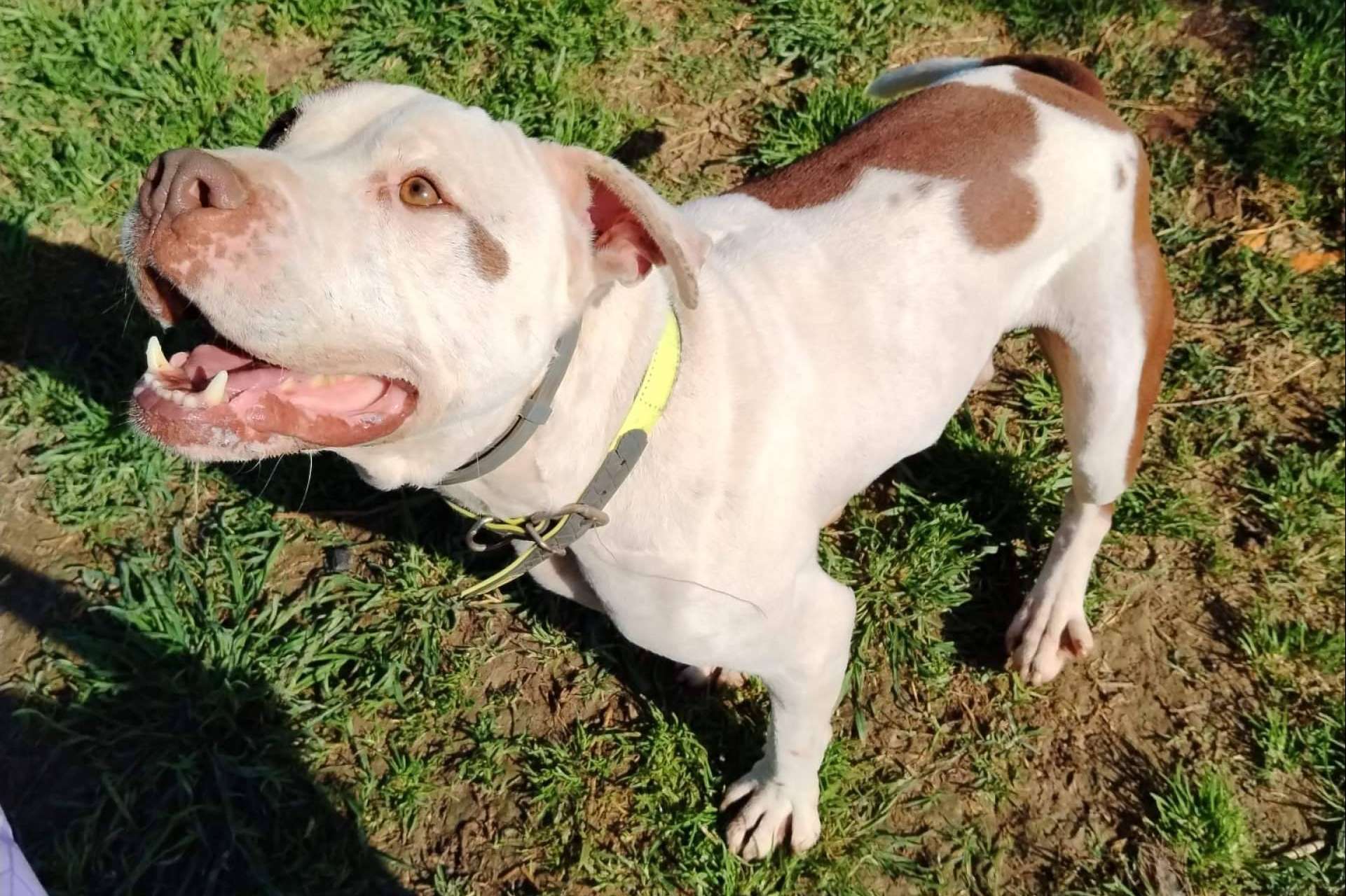 SOS Vidas alerta de las dificultades económicas para sostener el rescate de animales en situación de vulnerabilidad