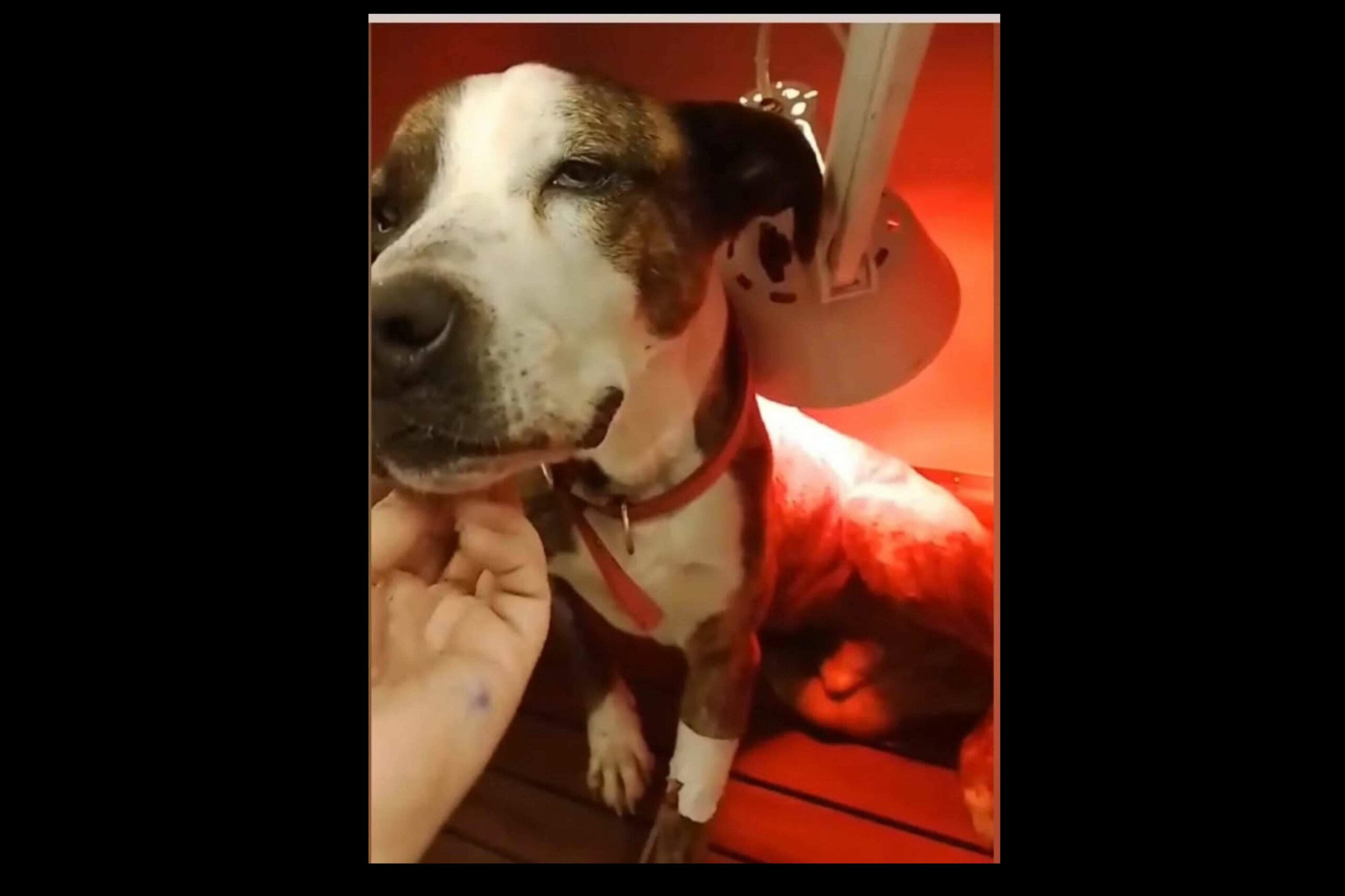 SOS Salvando Vidas España impulsa la adopción responsable de animales rescatados en situación de abandono
