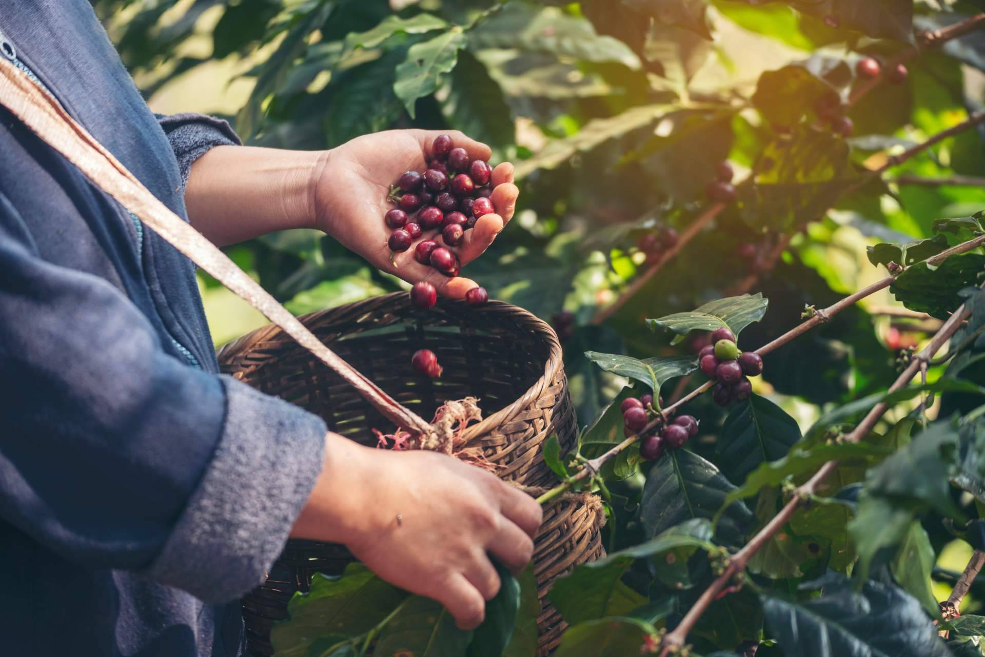 Fresh OCS destaca los beneficios del café de especialidad para oficinas, hoteles boutique y gimnasios premium