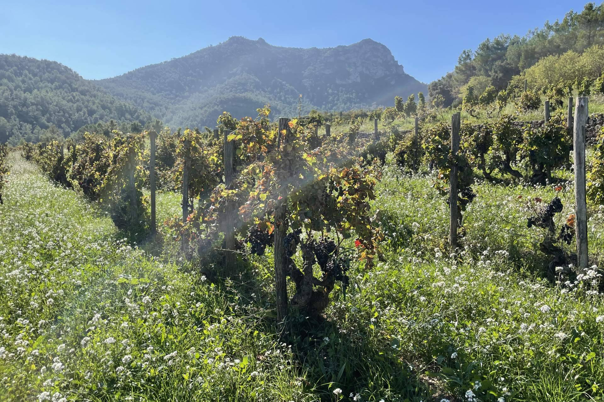 Vinyes Domènech celebra el XIII Dia Internacional de la Garnatxa posant en valor la biodiversitat