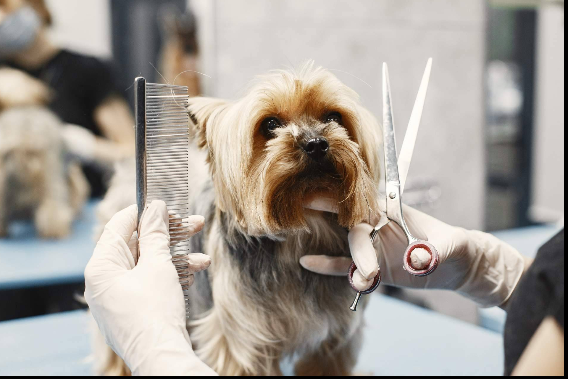 ISED refuerza su formación en peluquería canina con un curso orientado al empleo