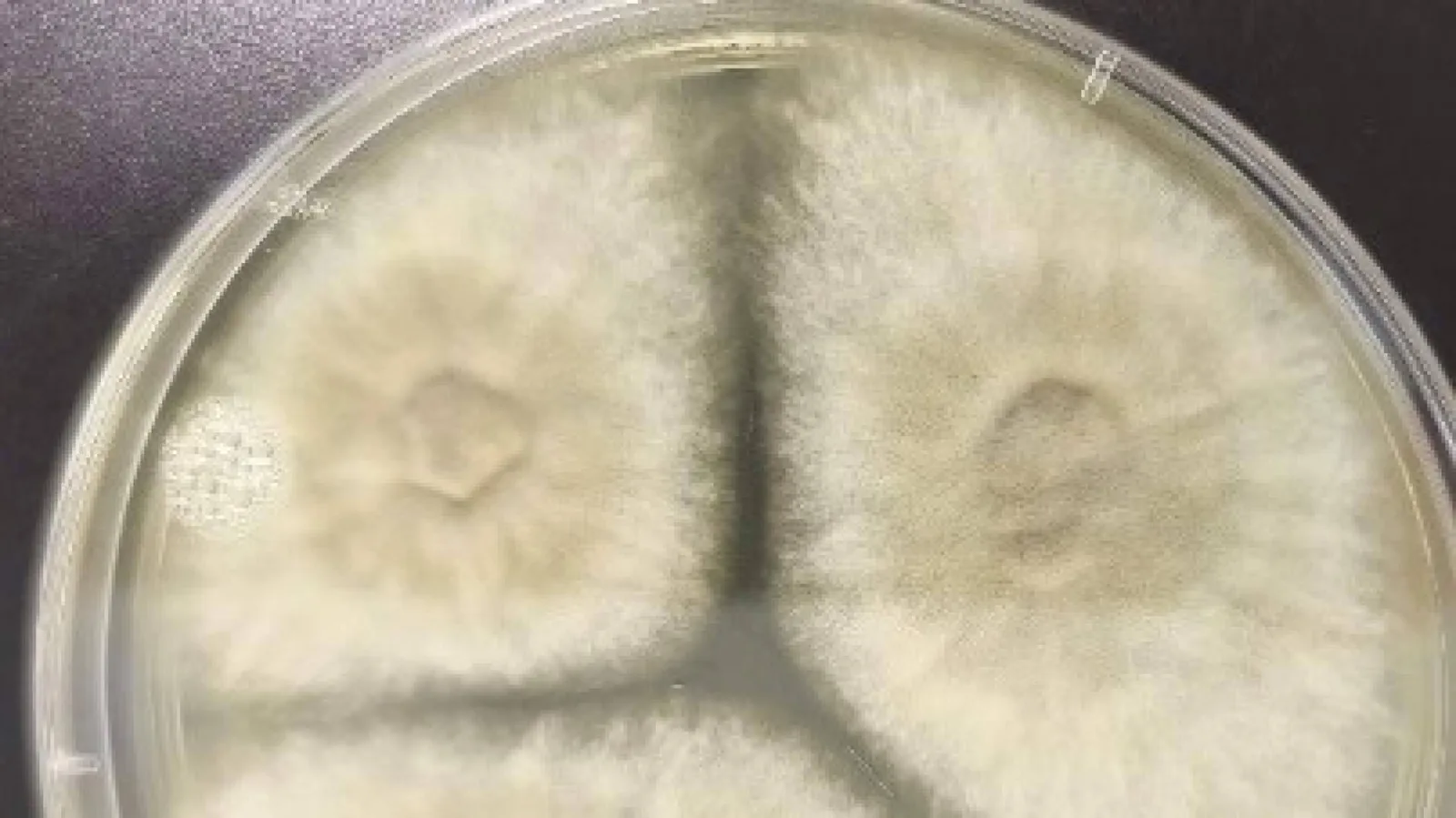 Innovación en conservación; Bgestión analiza patógenos fúngicos en 150.000 volúmenes
